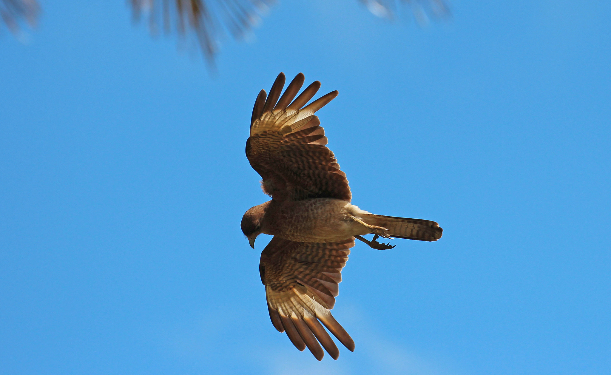 Canon EF 70-300mm F4-5.6L IS USM sample photo. Bird of prey on easter island photography