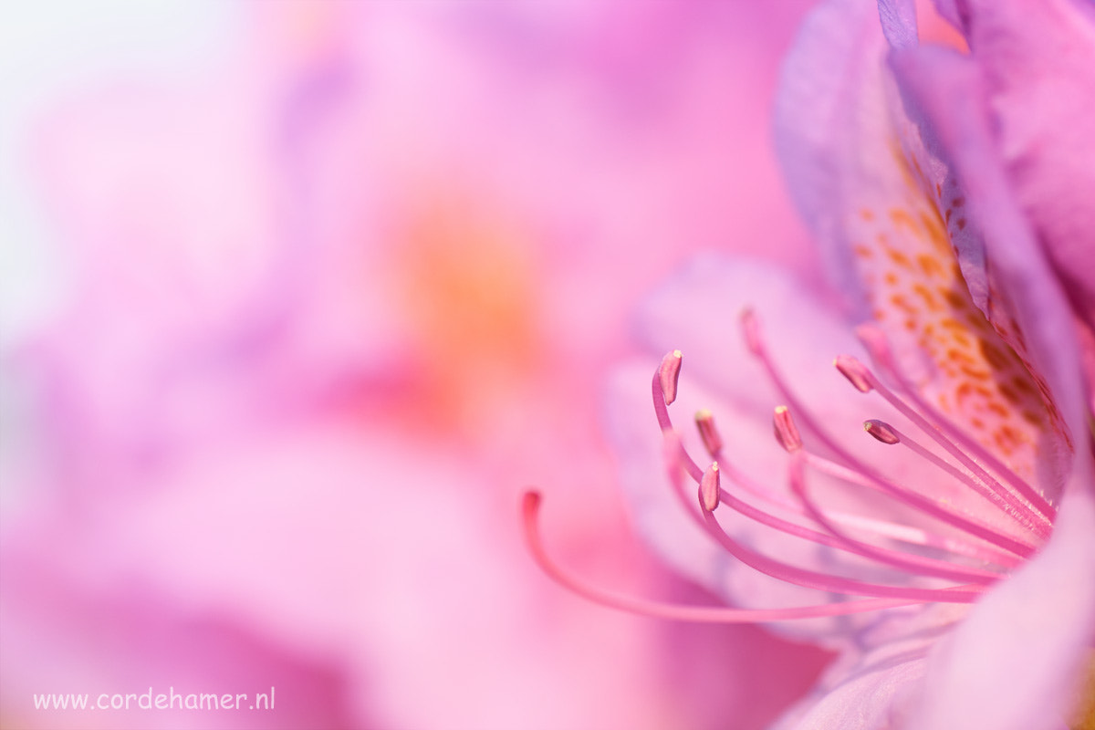 Sony SLT-A77 + Tamron SP AF 90mm F2.8 Di Macro sample photo. Rhododendron close photography