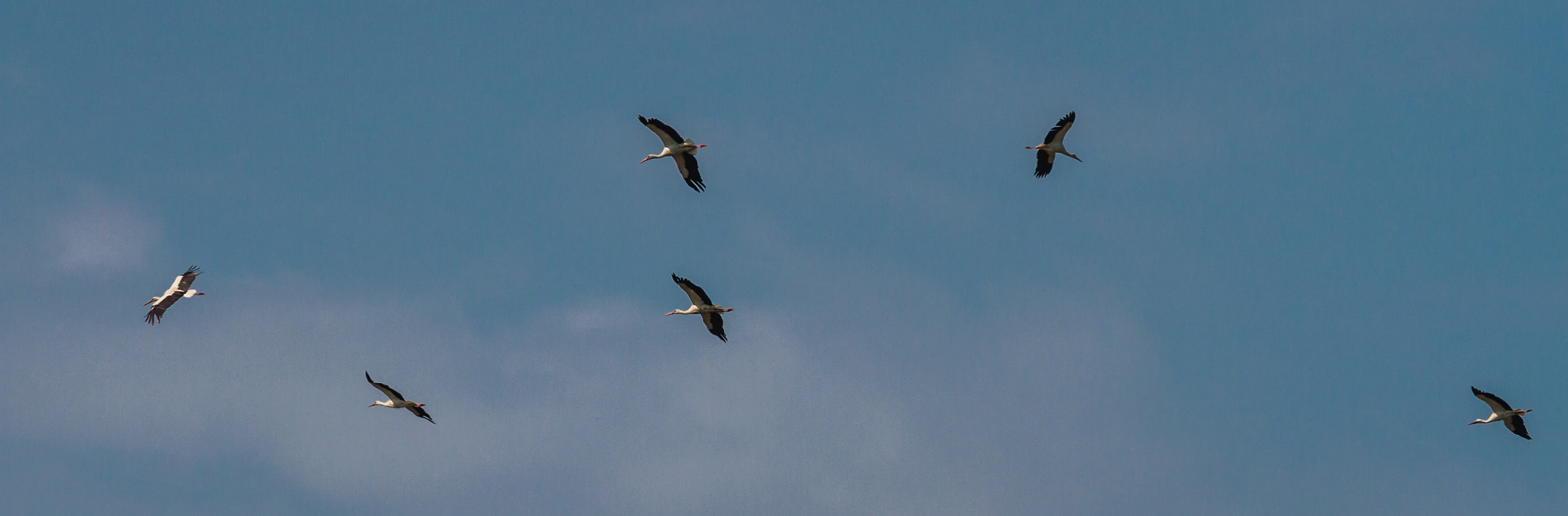 Canon EF 300mm F4L IS USM sample photo. Thermik nutzen photography