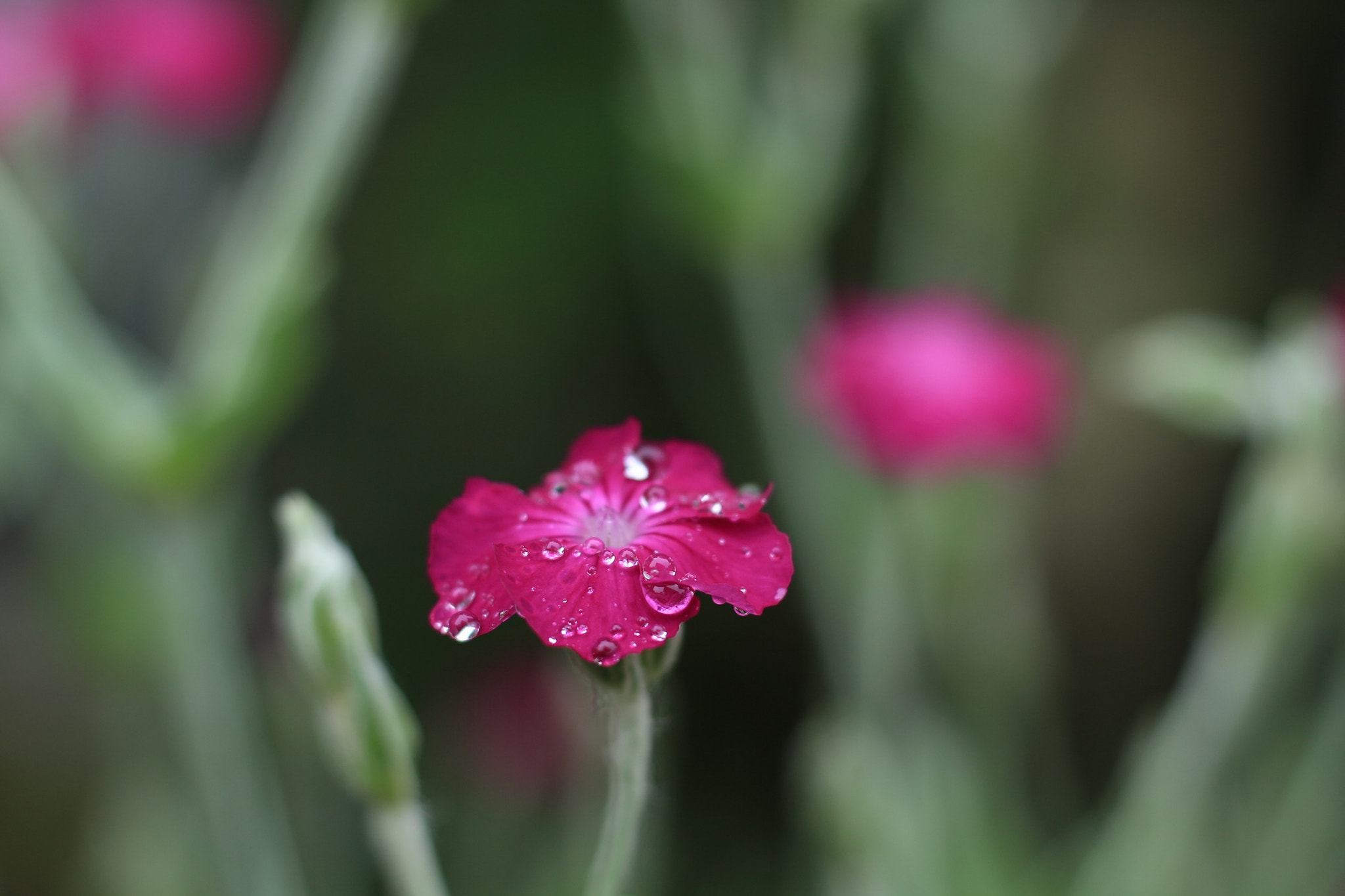Canon EOS M + Canon EF 50mm F1.8 STM sample photo. Flowers photography
