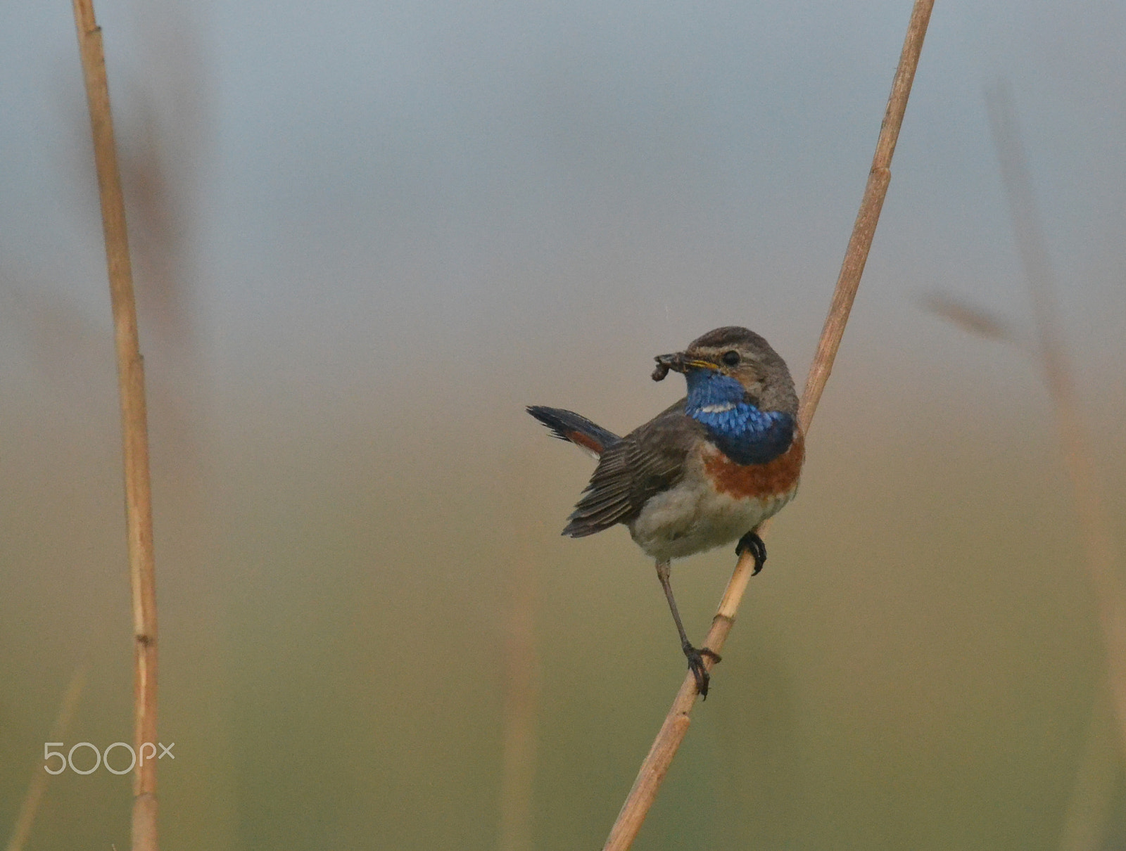 Sigma 150-500mm F5-6.3 DG OS HSM sample photo. Bluethroat,bluethroat, photography