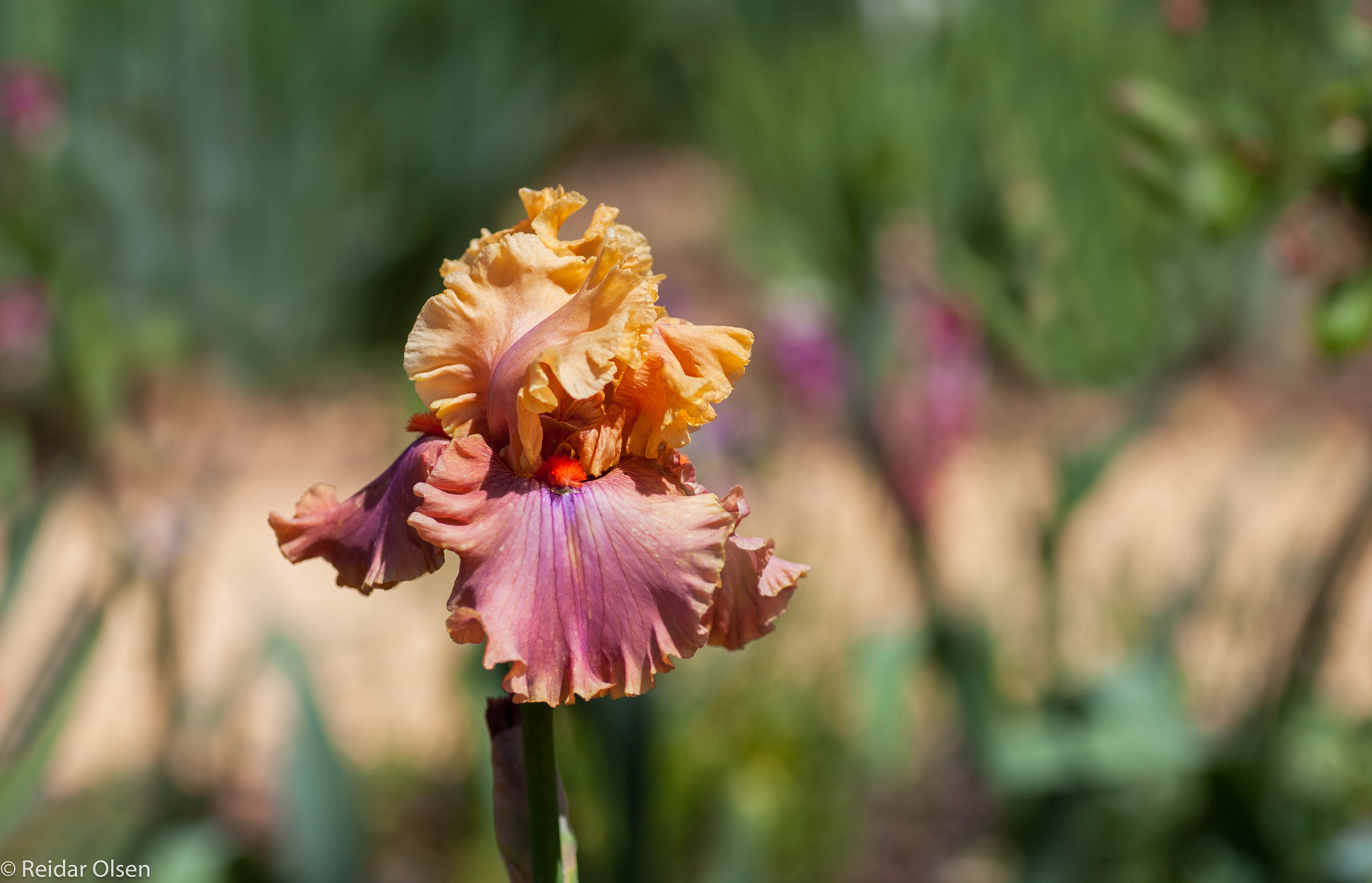 Tamron SP AF 90mm F2.8 Di Macro sample photo. Iris... photography