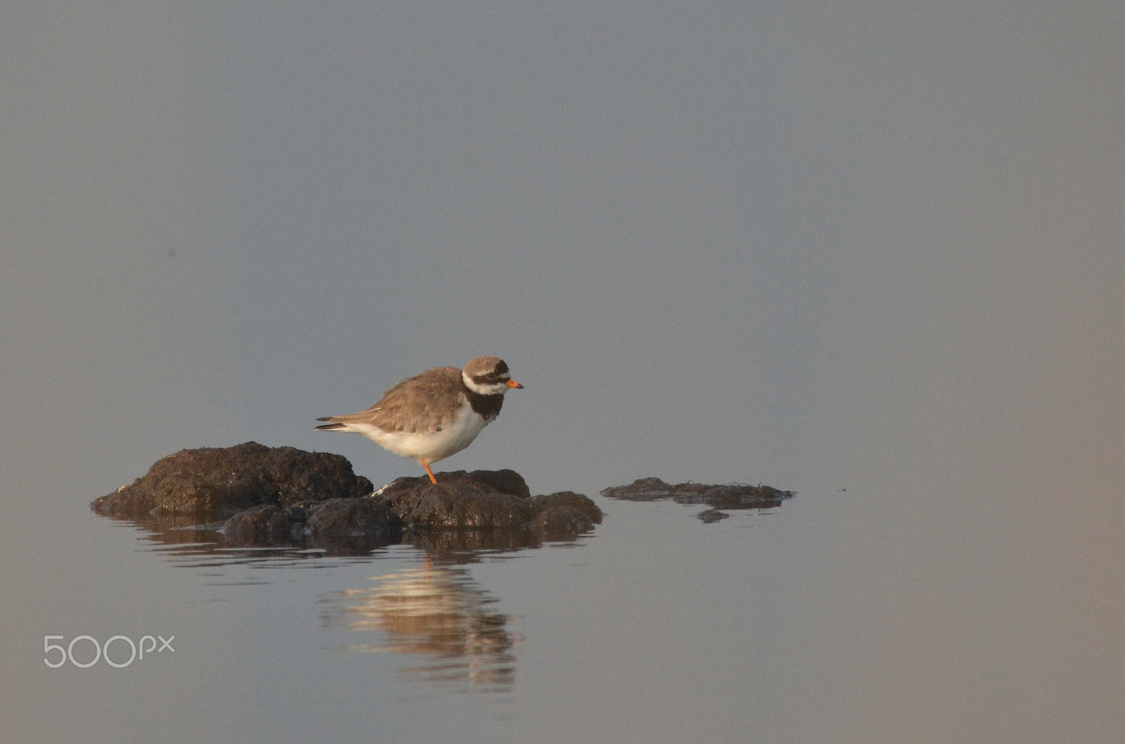 Nikon D3100 + Sigma 150-500mm F5-6.3 DG OS HSM sample photo. Ringed plover photography