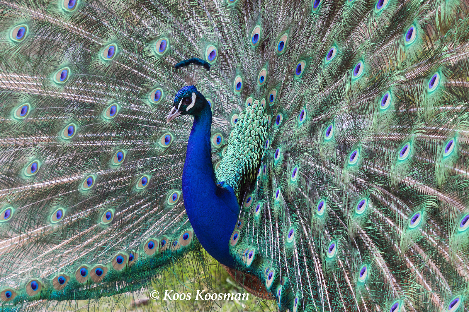 Canon EF 100-400mm F4.5-5.6L IS USM sample photo. Mr. peafowl photography