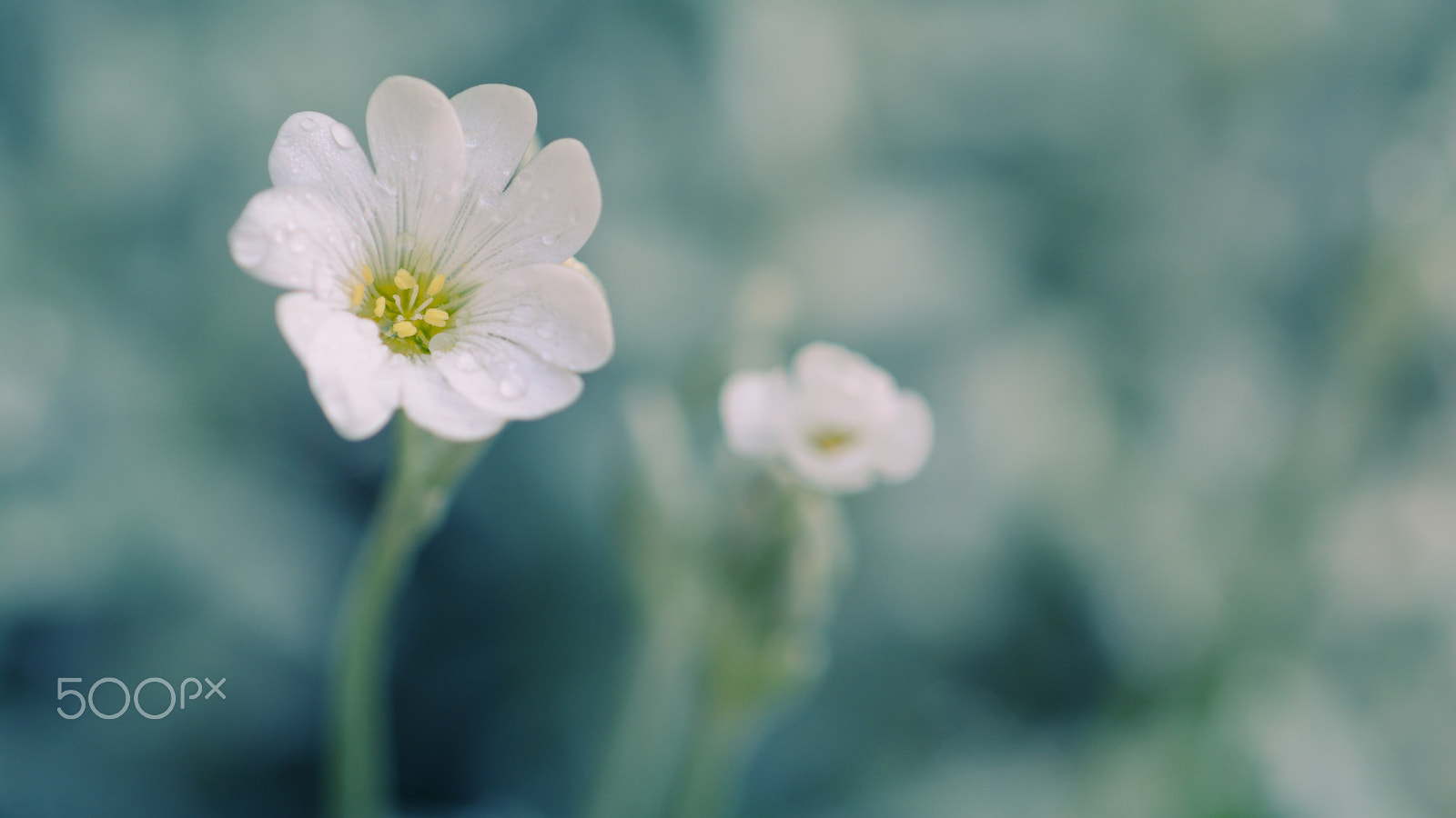 Nikon D7100 + Nikon AF Micro-Nikkor 200mm F4D ED-IF sample photo. Snow-in-summer photography