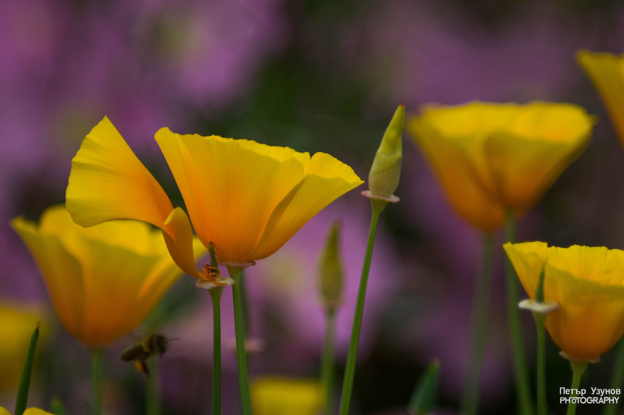 Sony SLT-A58 + Minolta AF 80-200mm F4.5-5.6 sample photo. California poppies photography