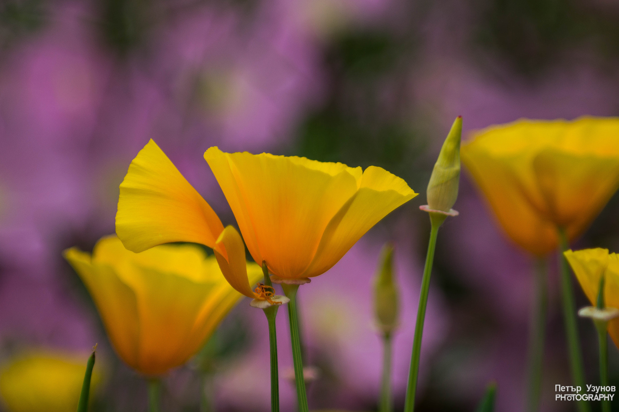 Sony SLT-A58 + Minolta AF 80-200mm F4.5-5.6 sample photo. California poppies photography