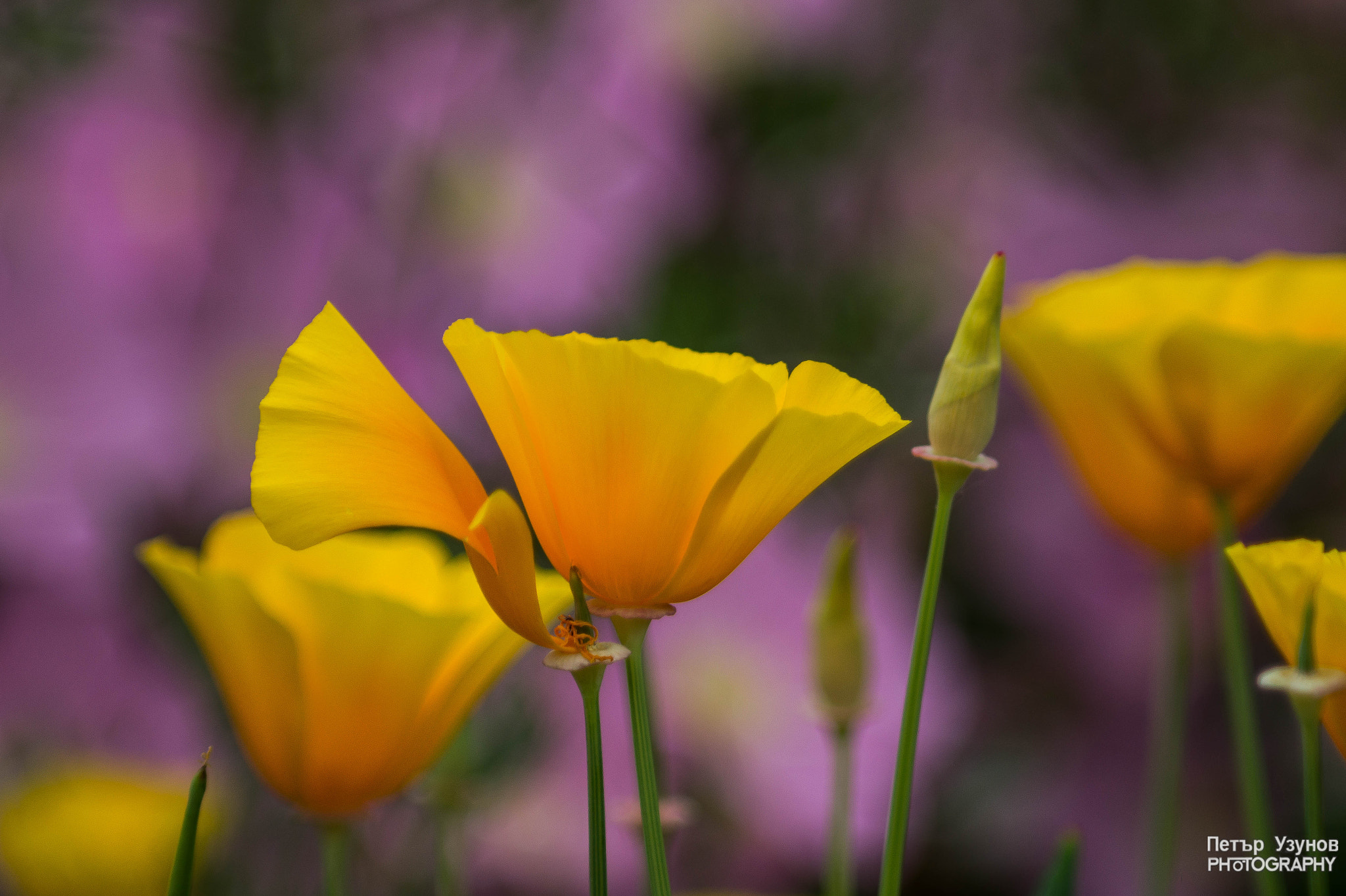 Minolta AF 80-200mm F4.5-5.6 sample photo. California poppies photography