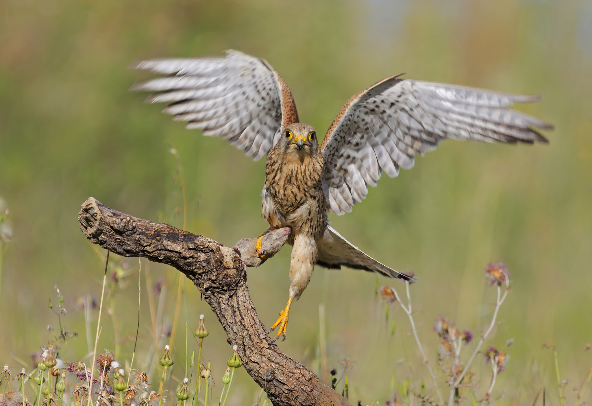 Canon EOS 50D + Sigma 100-300mm f/4 sample photo. Cernicalo photography