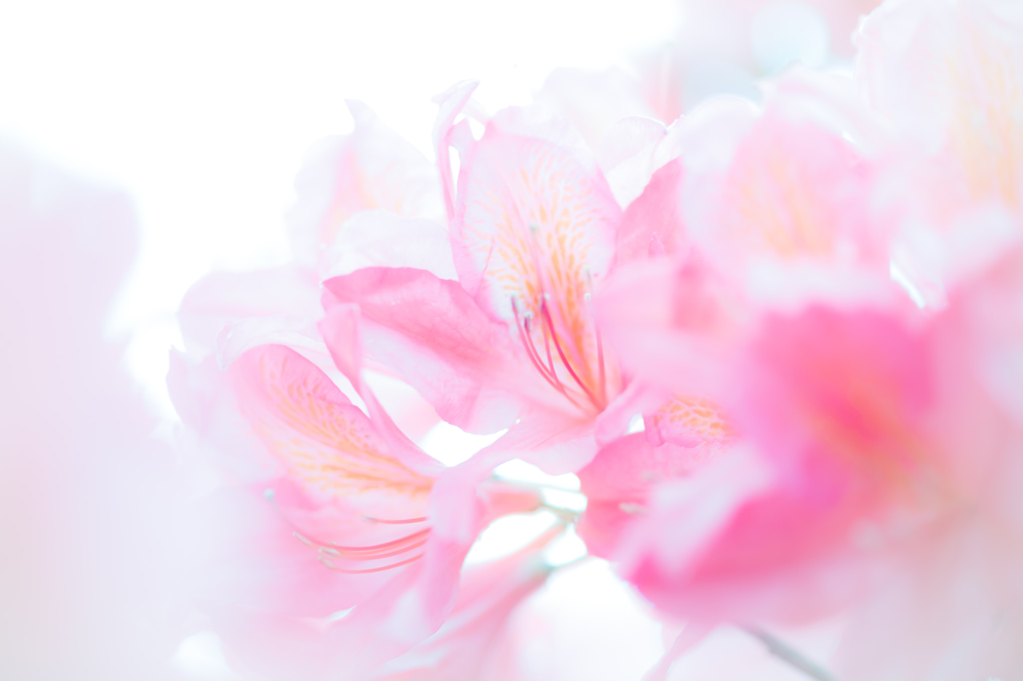 Sony a99 II + Sony 100mm F2.8 Macro sample photo. Blurry photography