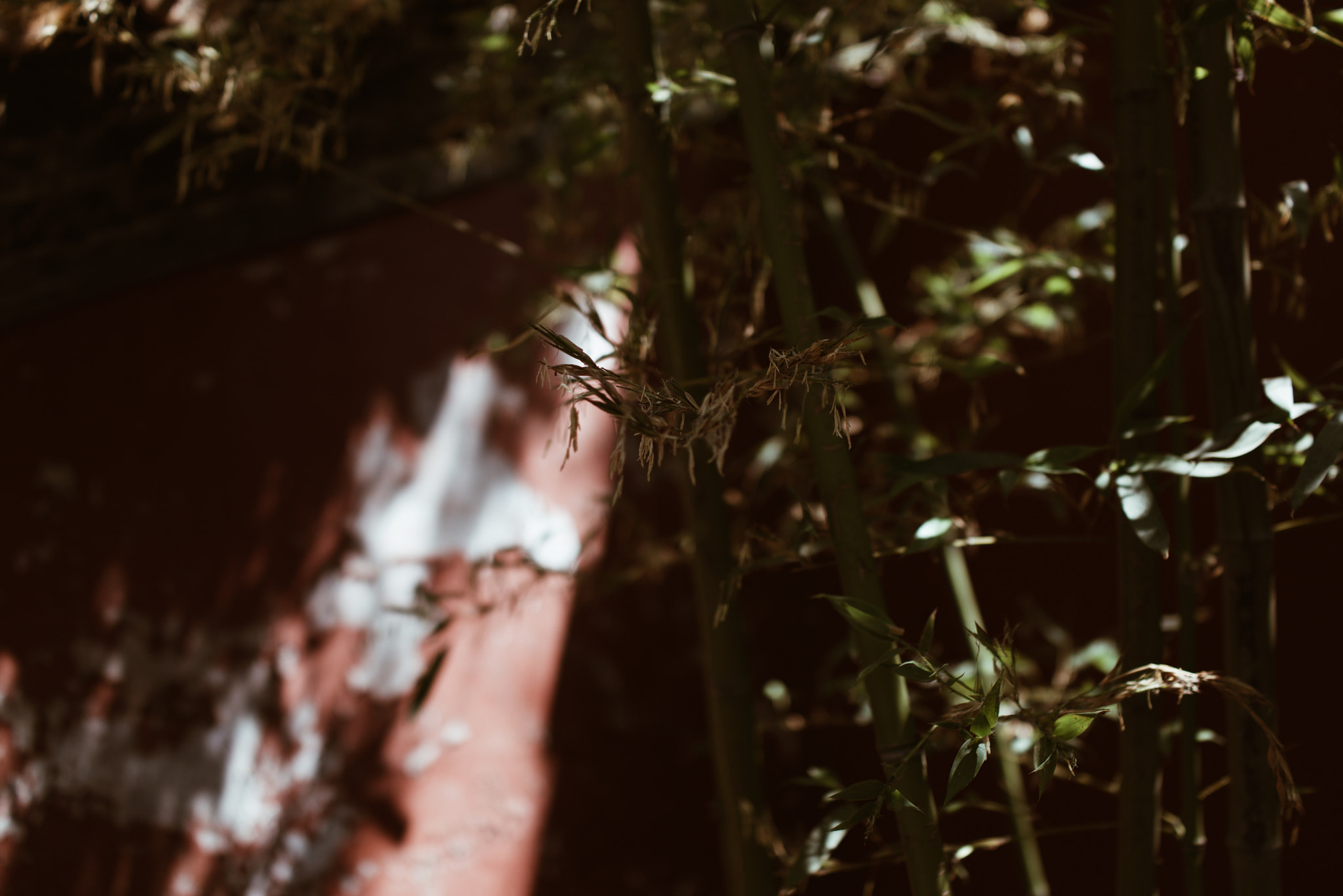 Sony 35mm F2.0 sample photo