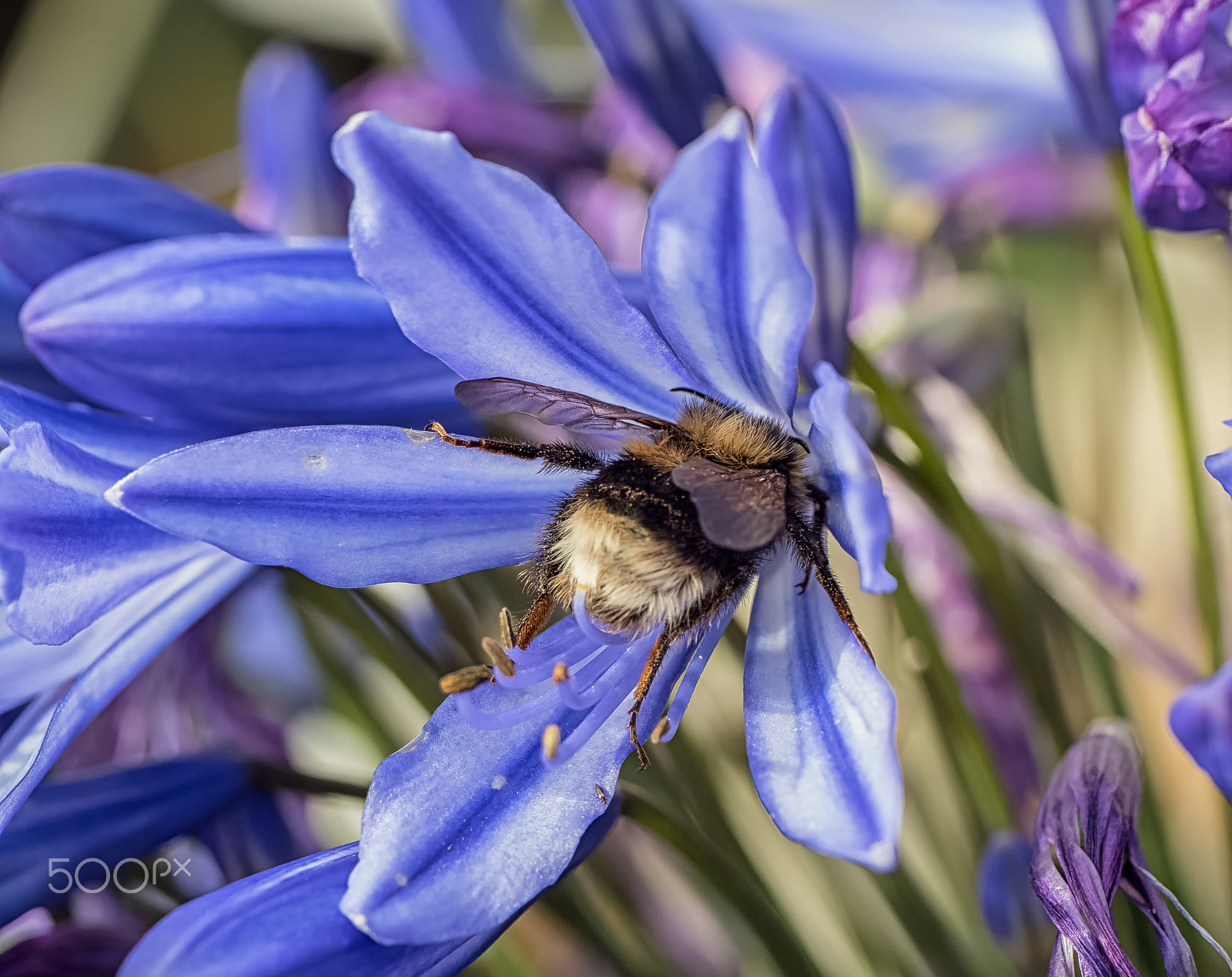 Panasonic Leica DG Macro-Elmarit 45mm F2.8 ASPH OIS sample photo. On a mission photography
