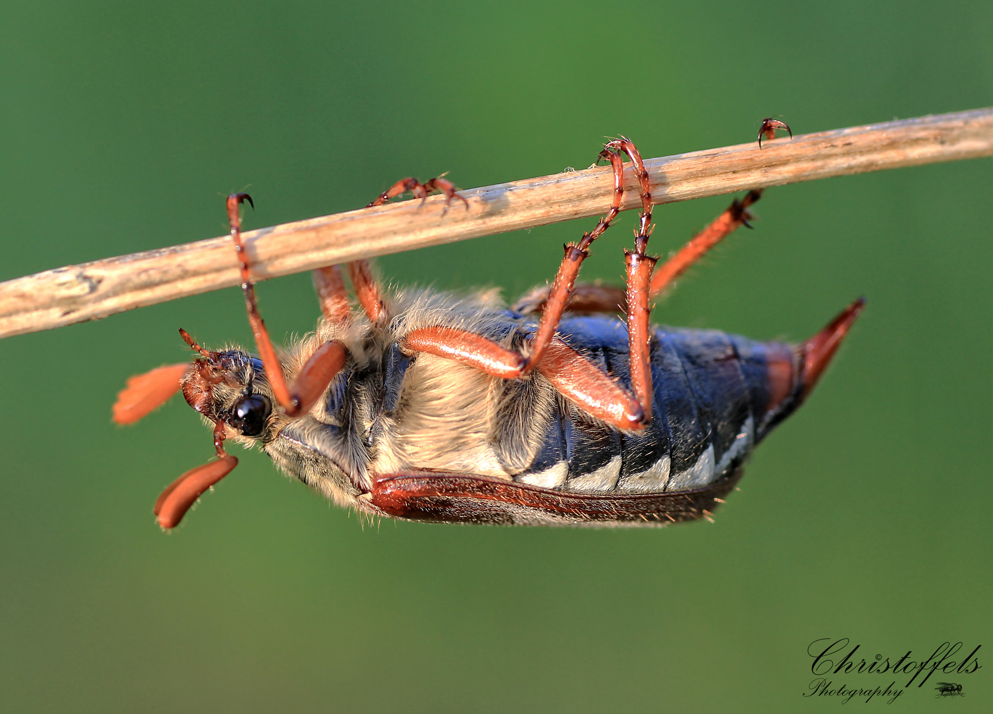 Canon EOS 60D + Sigma 70mm F2.8 EX DG Macro sample photo. Meikever (melolontha melolontha) photography