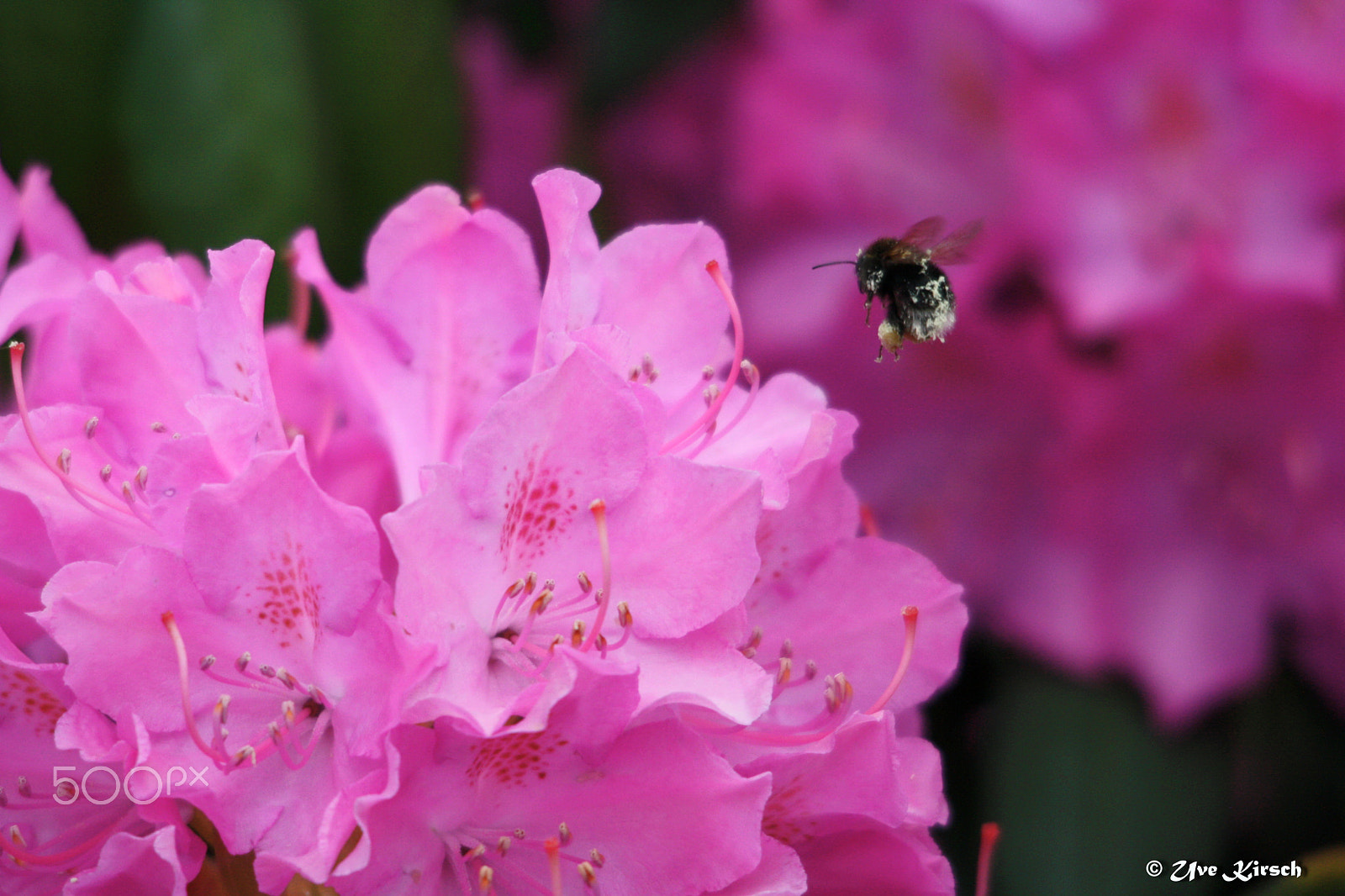 Sigma 150-500mm F5-6.3 DG OS HSM sample photo. In pink heaven photography