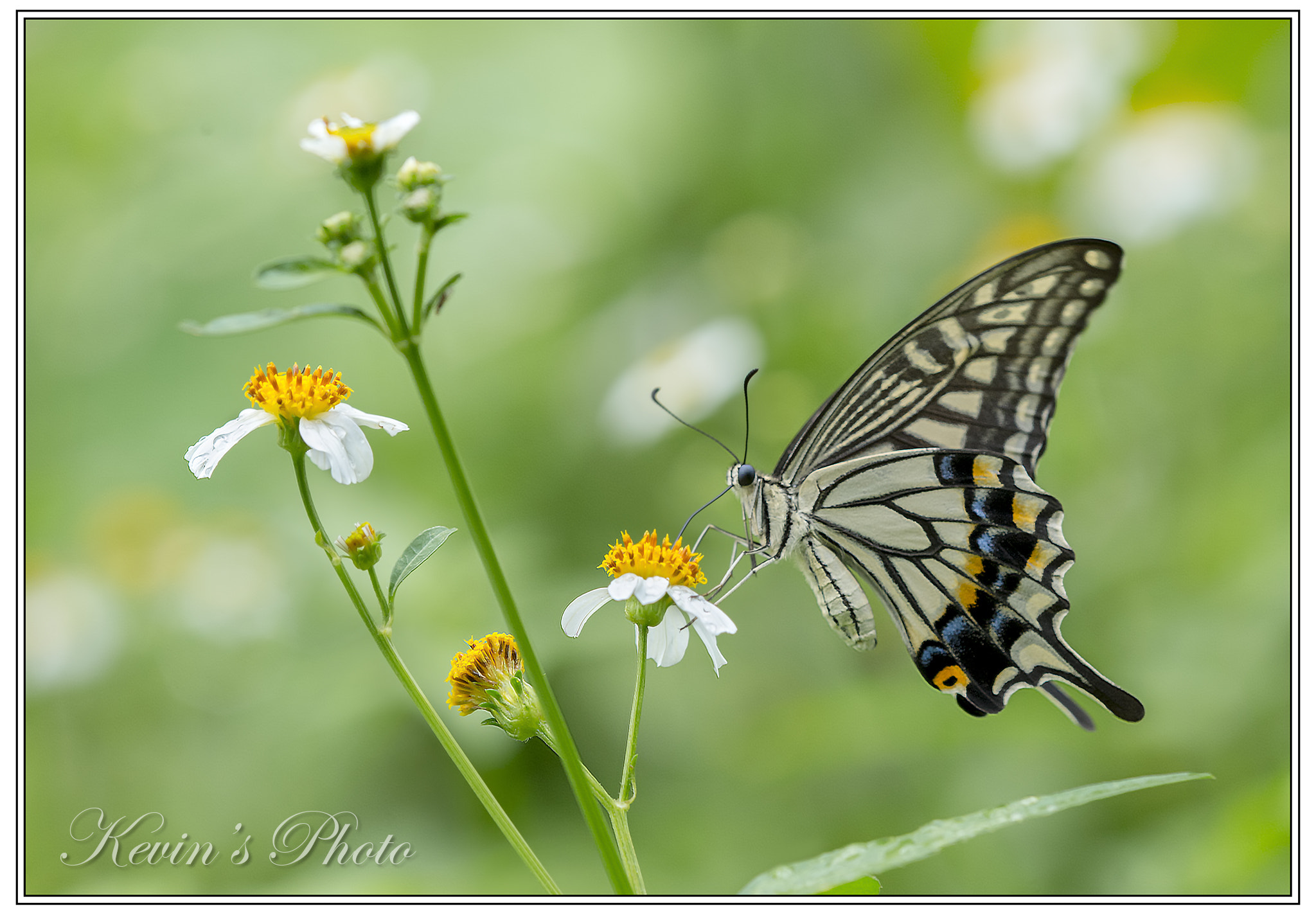 Nikon D4 + Nikon AF Micro-Nikkor 200mm F4D ED-IF sample photo. Papilio xuthus photography