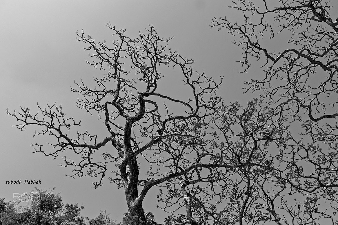 Canon EOS 1000D (EOS Digital Rebel XS / EOS Kiss F) sample photo. Tree without leaves photography