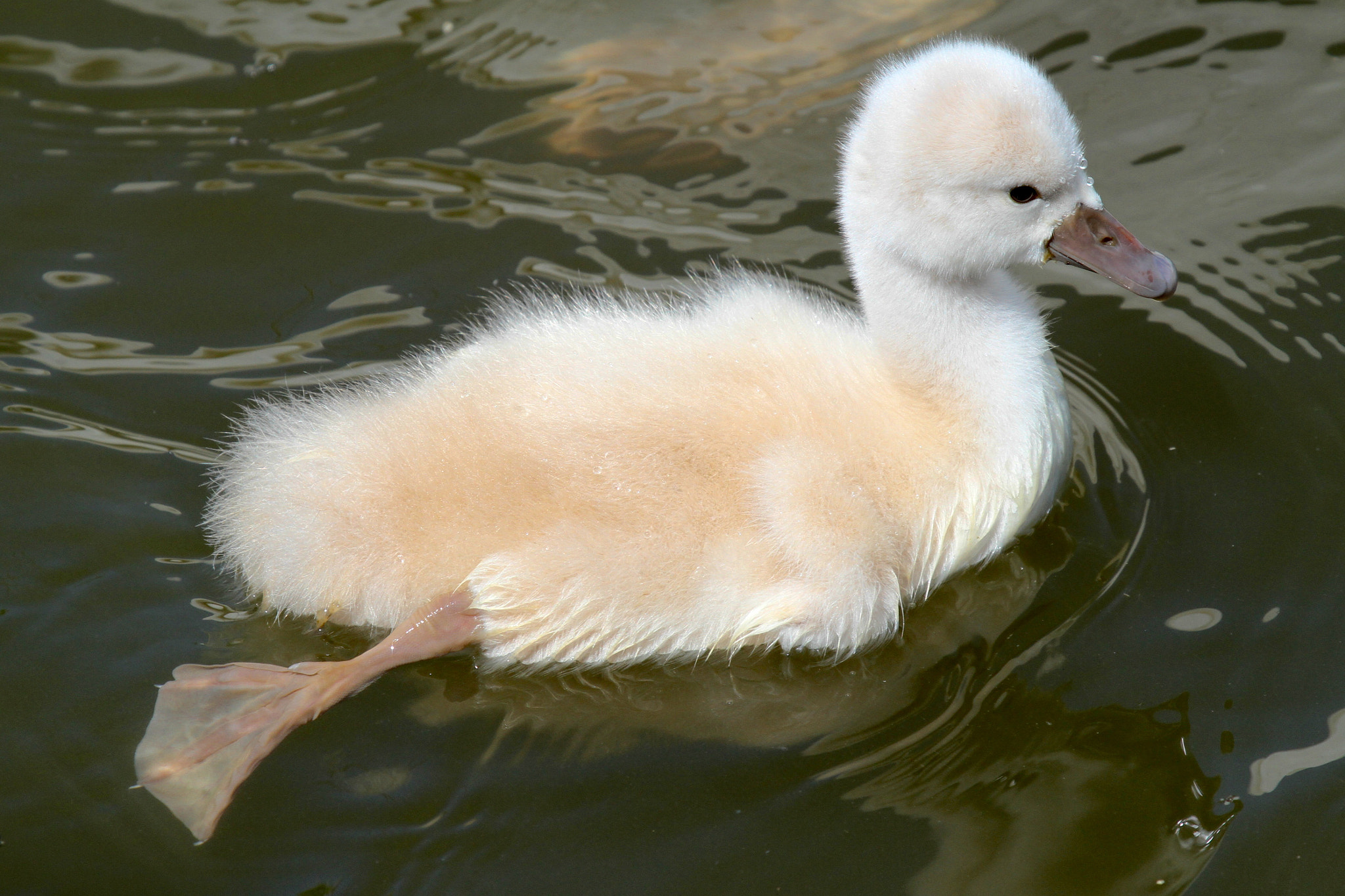 Canon EF 100-400mm F4.5-5.6L IS USM sample photo. Fluffy photography