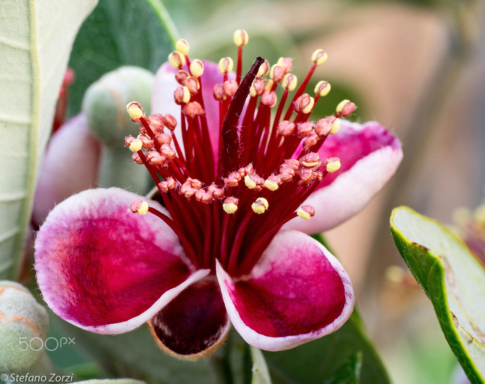 Panasonic Leica DG Macro-Elmarit 45mm F2.8 ASPH OIS sample photo. Feijoa flower - fiore di feijoa photography