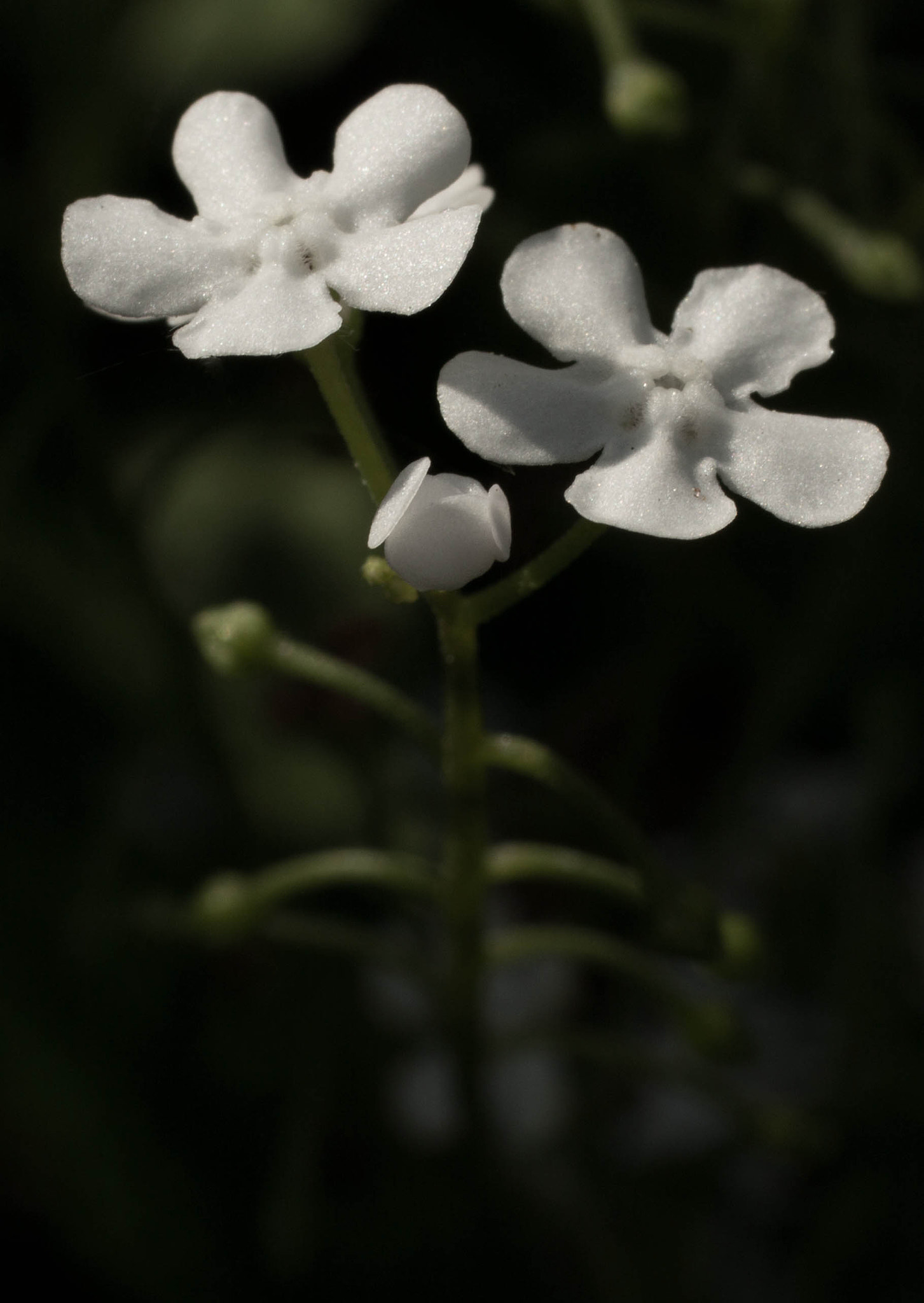 Canon EOS 700D (EOS Rebel T5i / EOS Kiss X7i) + Canon EF 50mm F2.5 Macro sample photo. Blck flower photography