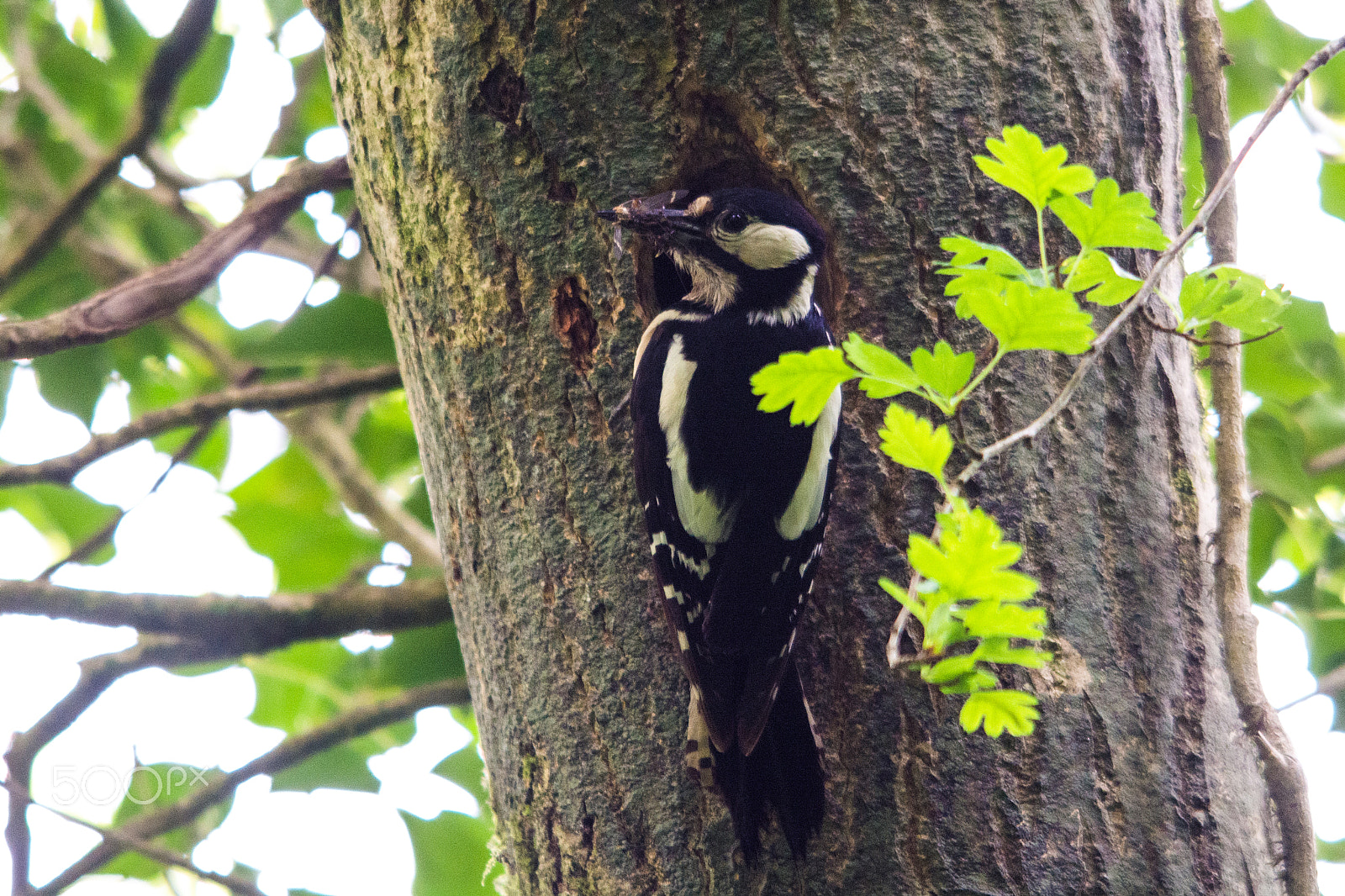 Sigma 150-500mm F5-6.3 DG OS HSM sample photo. Female great spotted woodpecker photography