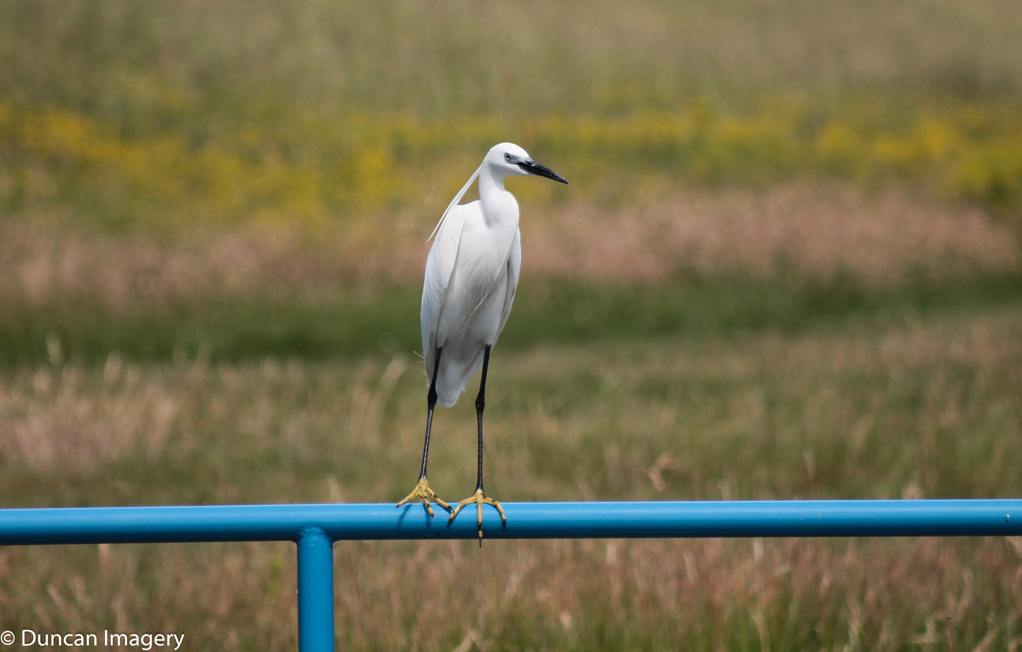 Canon EF 80-200mm F4.5-5.6 II sample photo. White heron photography