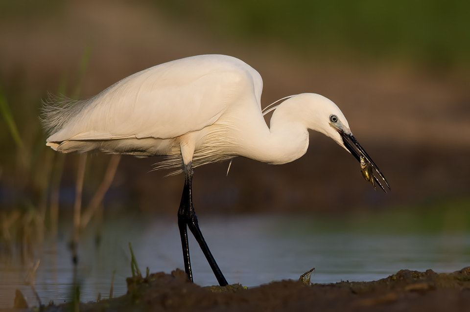 Sigma 150-500mm F5-6.3 DG OS HSM sample photo. 416890969354 photography