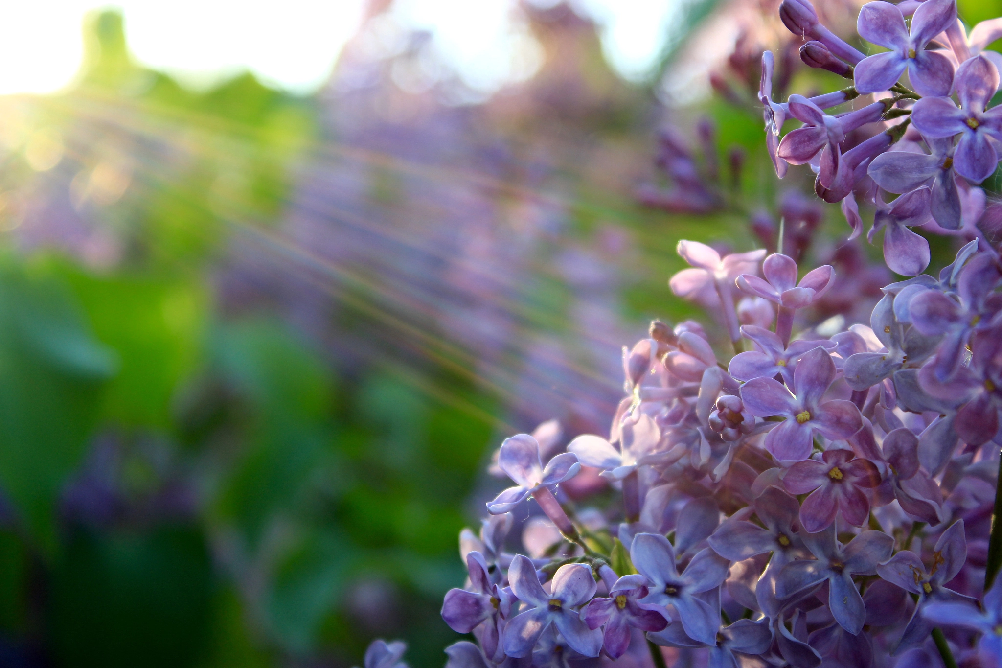 Canon EF-S 18-55mm F3.5-5.6 III sample photo. The lilac in sunlight photography