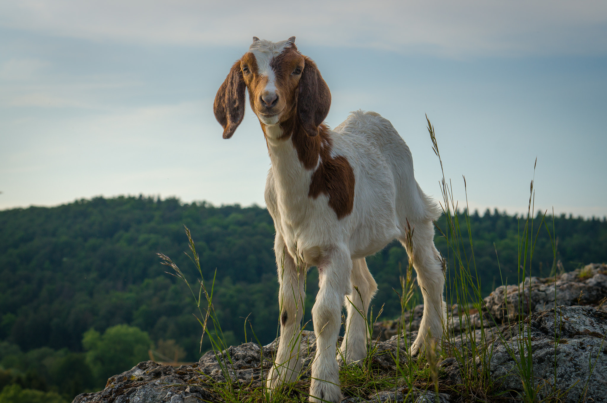 Sony Alpha NEX-5R + E 50mm F1.8 OSS sample photo. Friendly goat photography