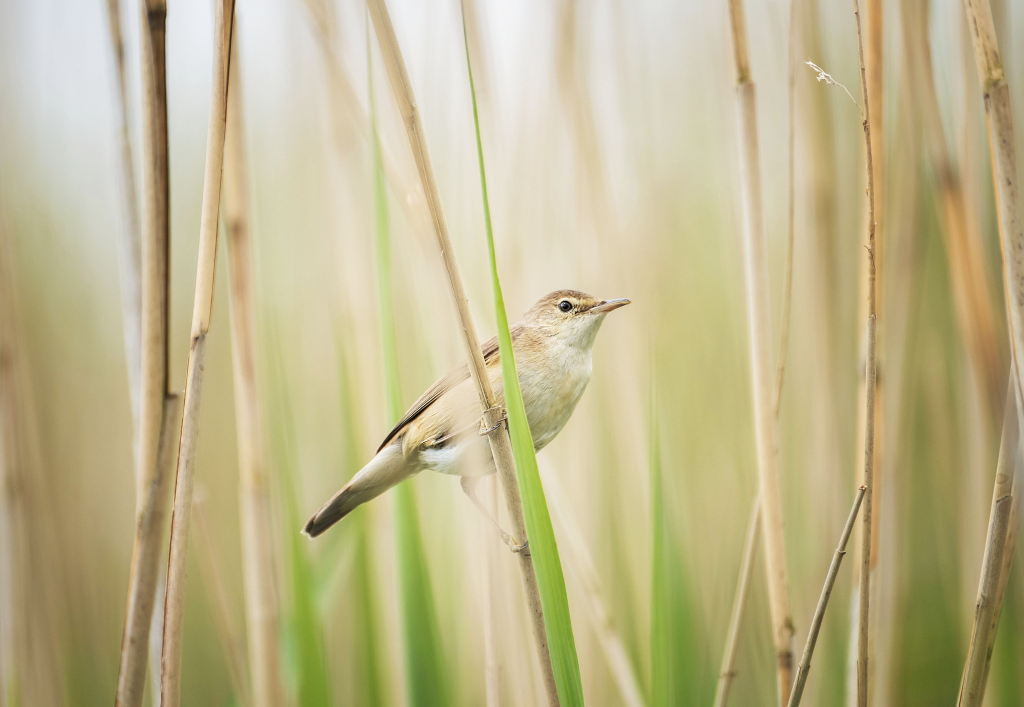 Fujifilm XF 100-400mm F4.5-5.6 R LM OIS WR sample photo. Reed warbler photography