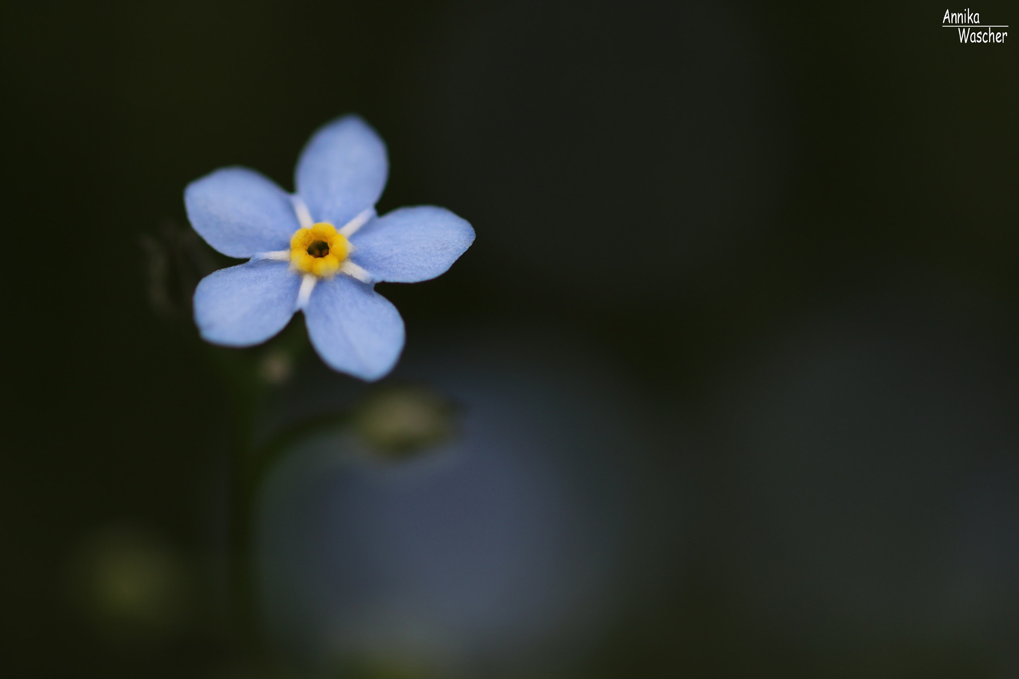 Canon EOS 70D + Sigma 18-50mm f/2.8 Macro sample photo. Forget me not photography