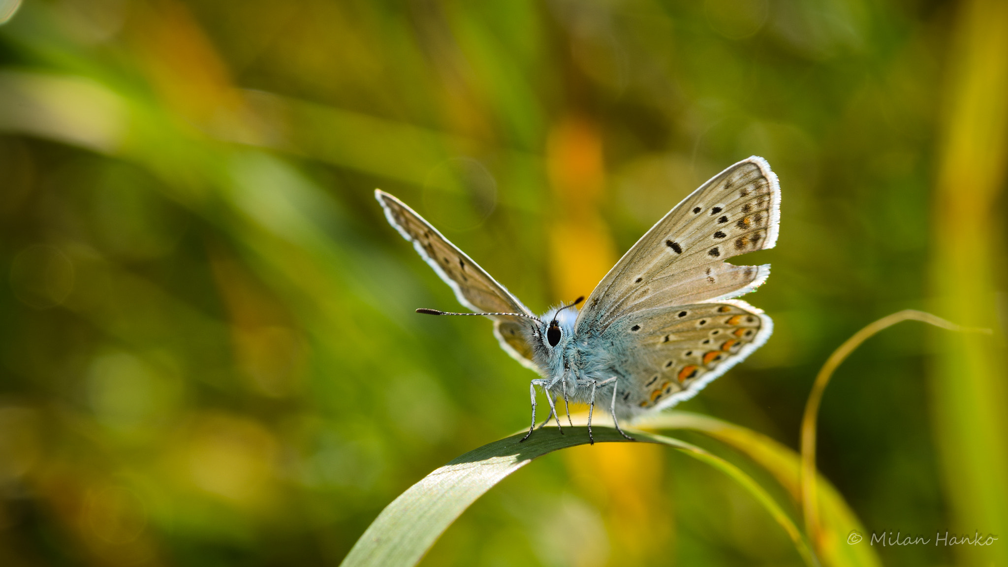 Nikon AF-S Micro-Nikkor 105mm F2.8G IF-ED VR sample photo. Polyommatus icarus photography
