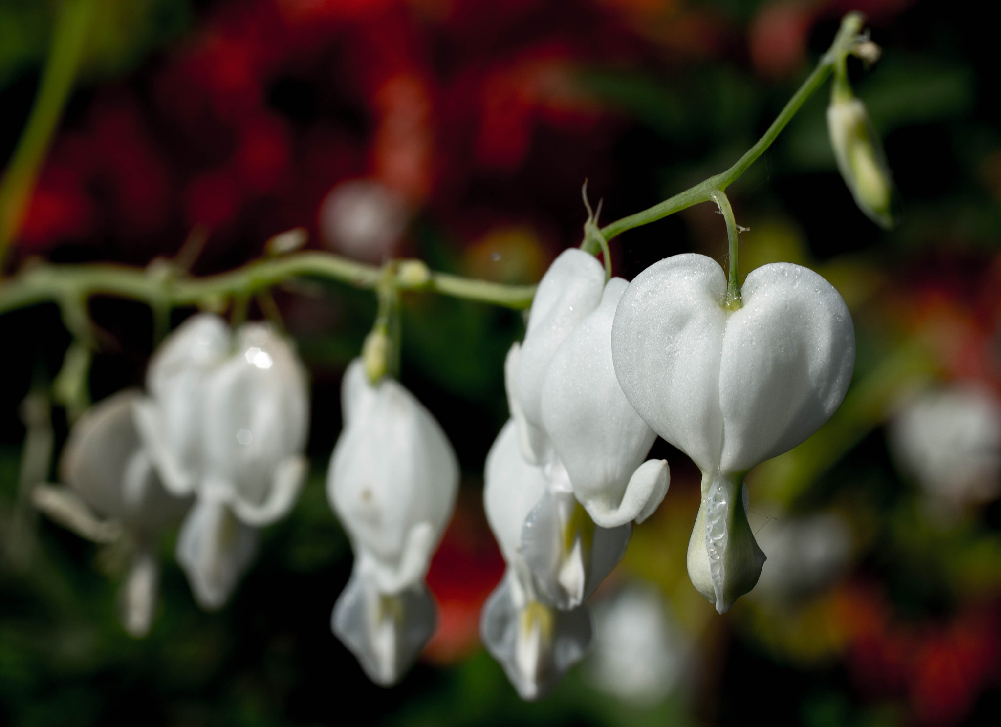 Canon EOS 700D (EOS Rebel T5i / EOS Kiss X7i) + Canon EF 50mm F2.5 Macro sample photo. Bleeding heart photography