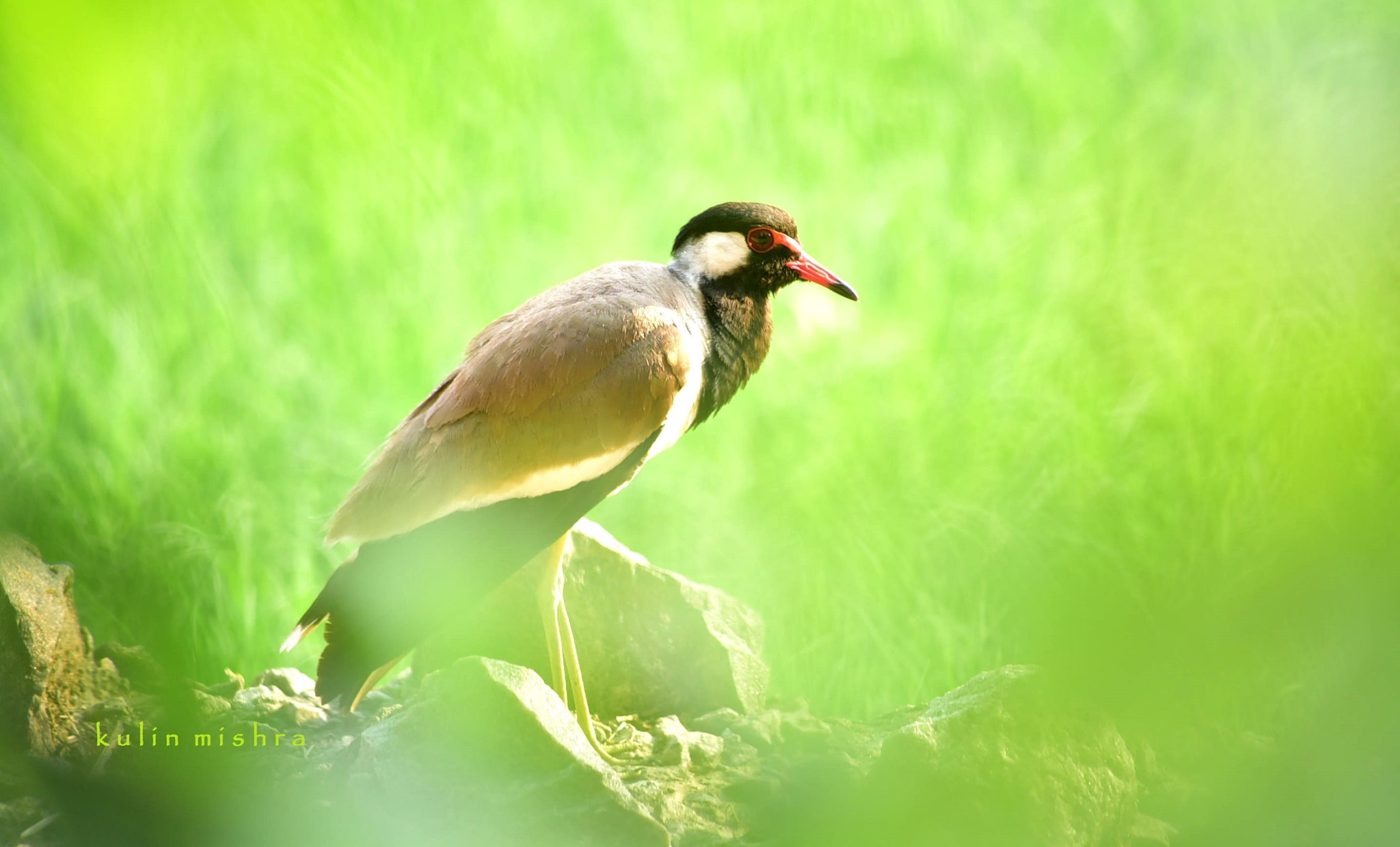 Sigma 70-300mm F4-5.6 APO DG Macro sample photo. Thinker red-wattled lapwing photography
