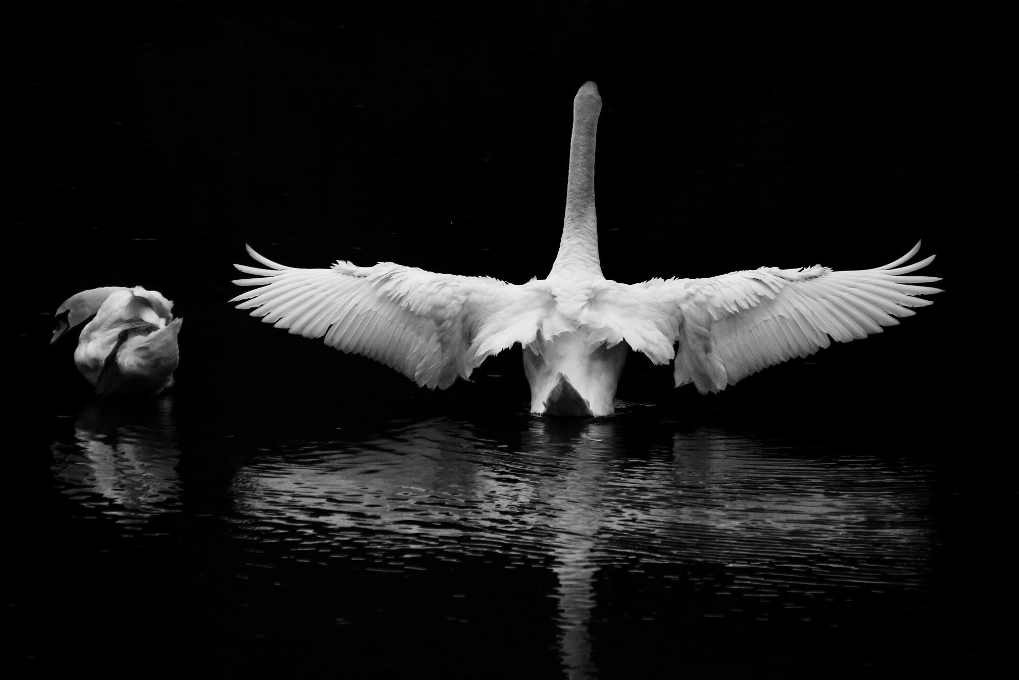 Canon 150-500mm sample photo. Morning bath... photography