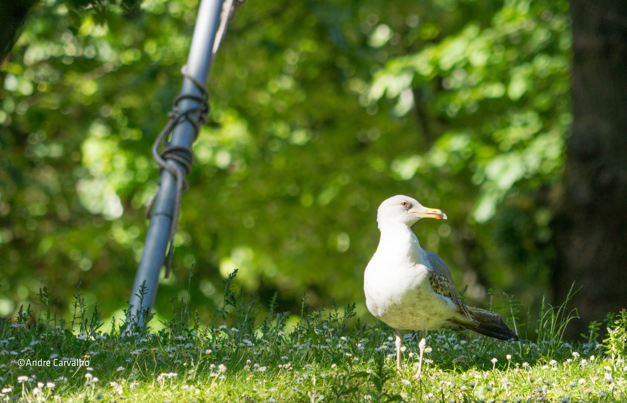 Sony Alpha NEX-7 + 24-240mm F3.5-6.3 OSS sample photo. Seagull photography