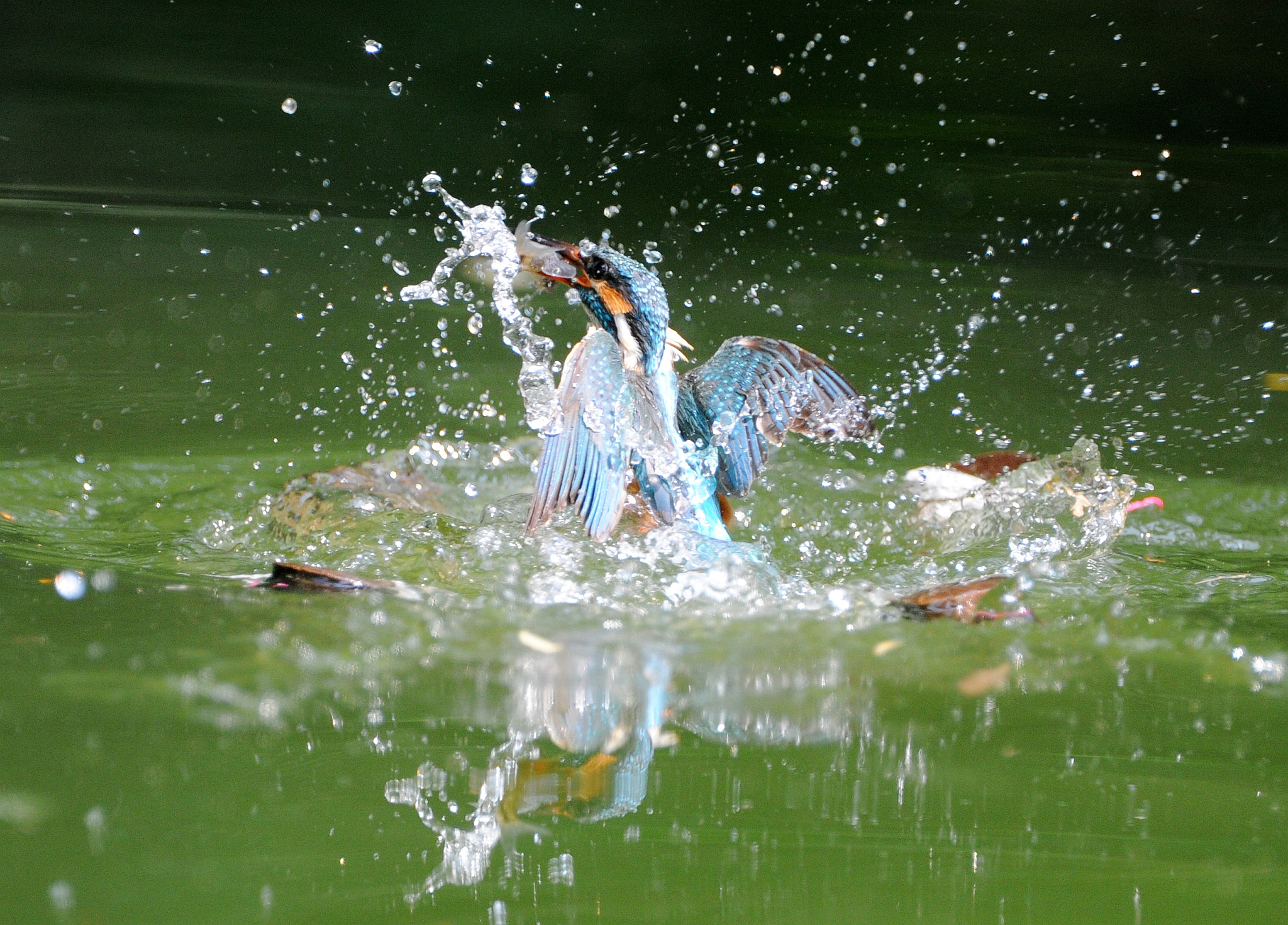 Nikon D3S + Nikon AF-S Nikkor 600mm F4D ED-IF II sample photo. Kingfisher fishing photography