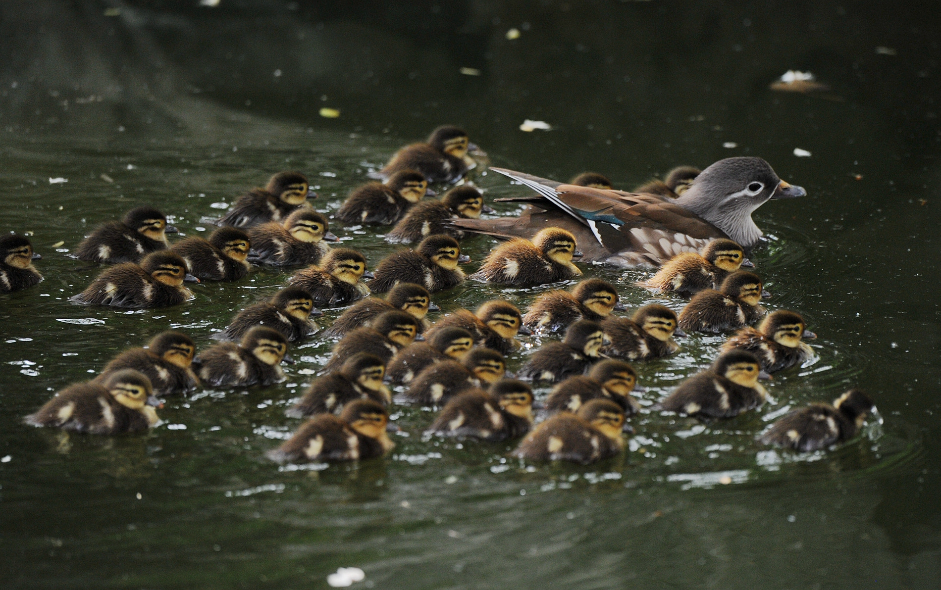 Nikon D3S sample photo. Mandarin duck and its children photography