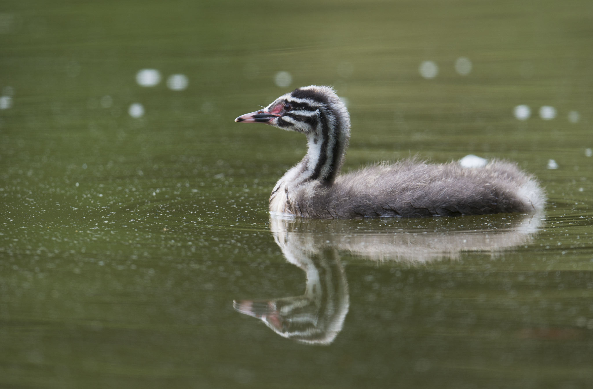 Nikon AF-S Nikkor 500mm F4E FL ED VR sample photo. Jeune grèbe huppé photography