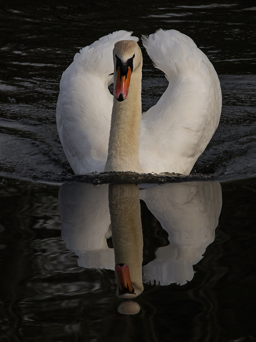 Olympus E-5 sample photo. Swan photography