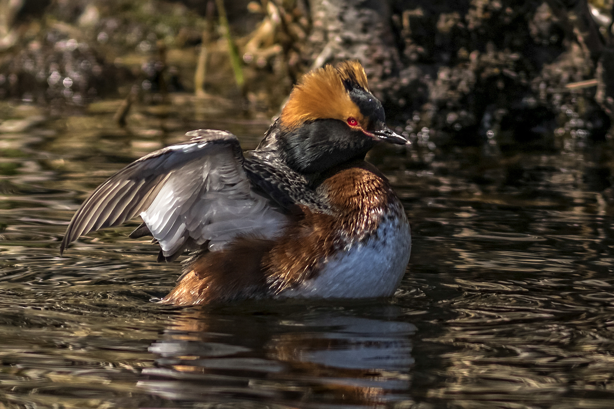 Sony ILCA-77M2 + Minolta AF 200mm F2.8 HS-APO G sample photo. Black necked grebe photography