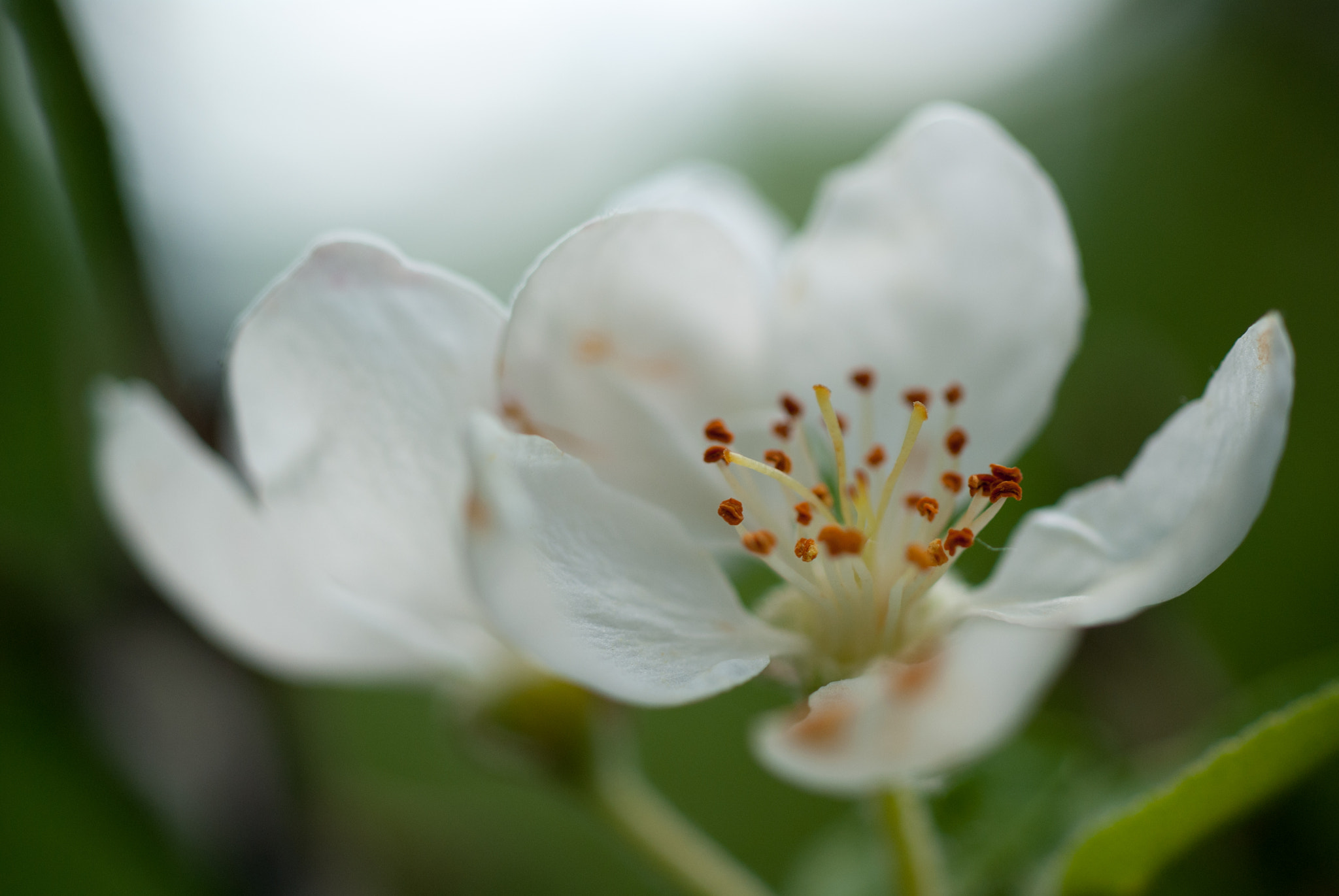 MACRO 50mm F2.8 sample photo. Sony dsc photography