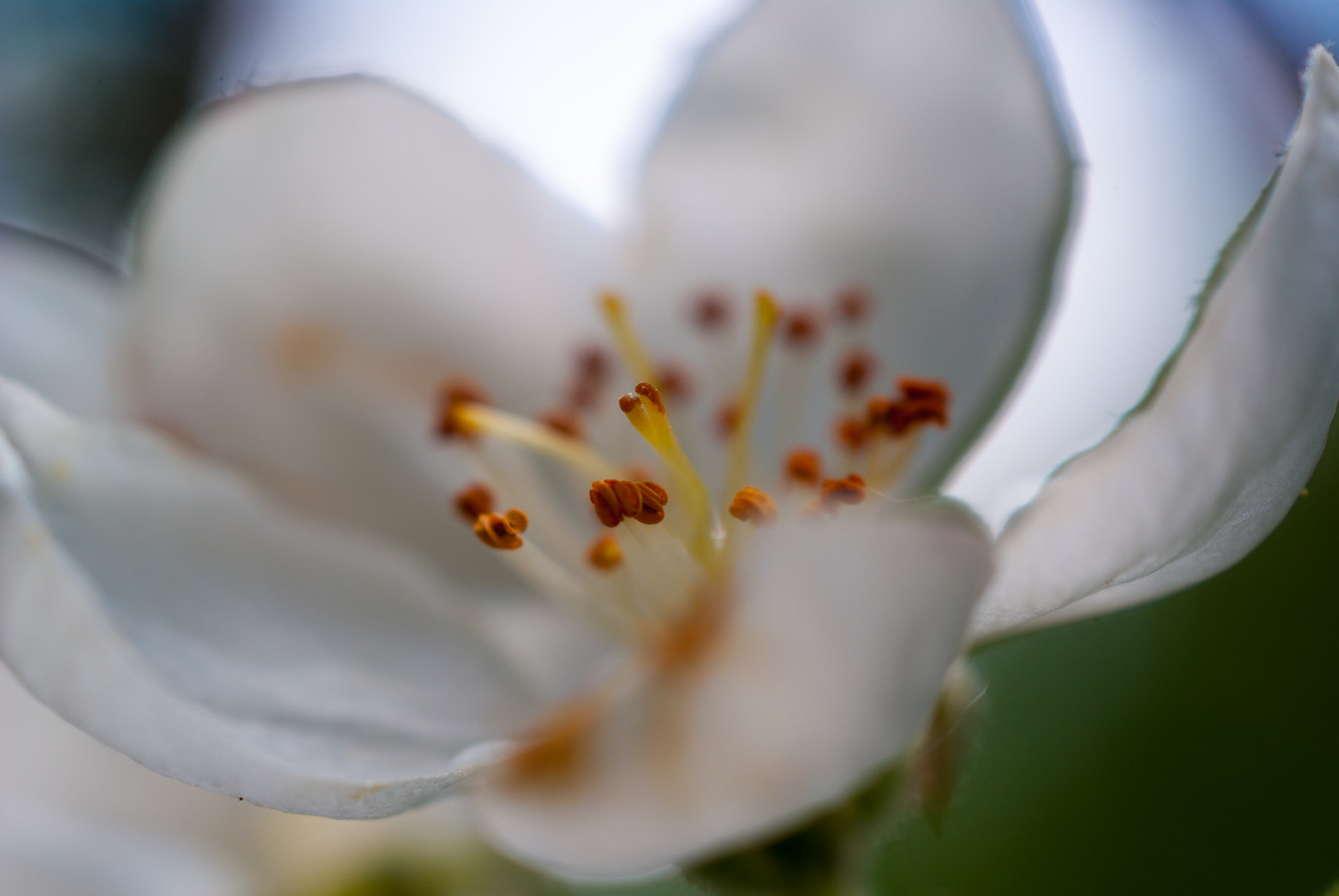 Sony Alpha DSLR-A230 + MACRO 50mm F2.8 sample photo. Sony dsc photography