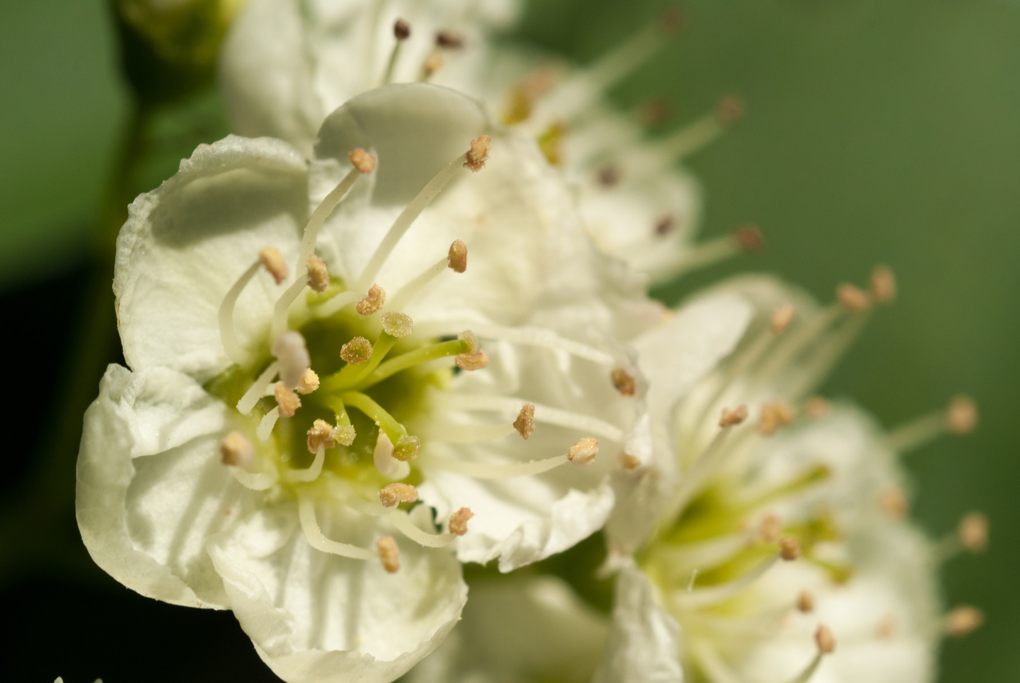 MACRO 50mm F2.8 sample photo. Sony dsc photography