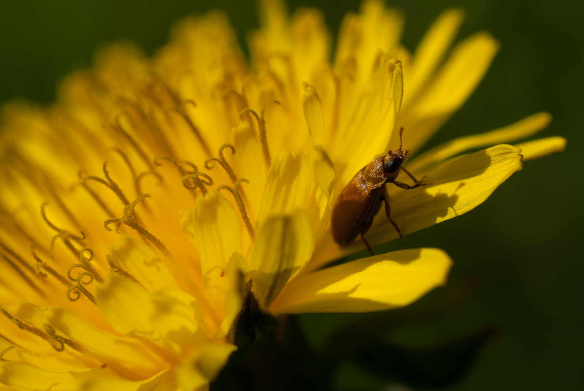 MACRO 50mm F2.8 sample photo. Sony dsc photography