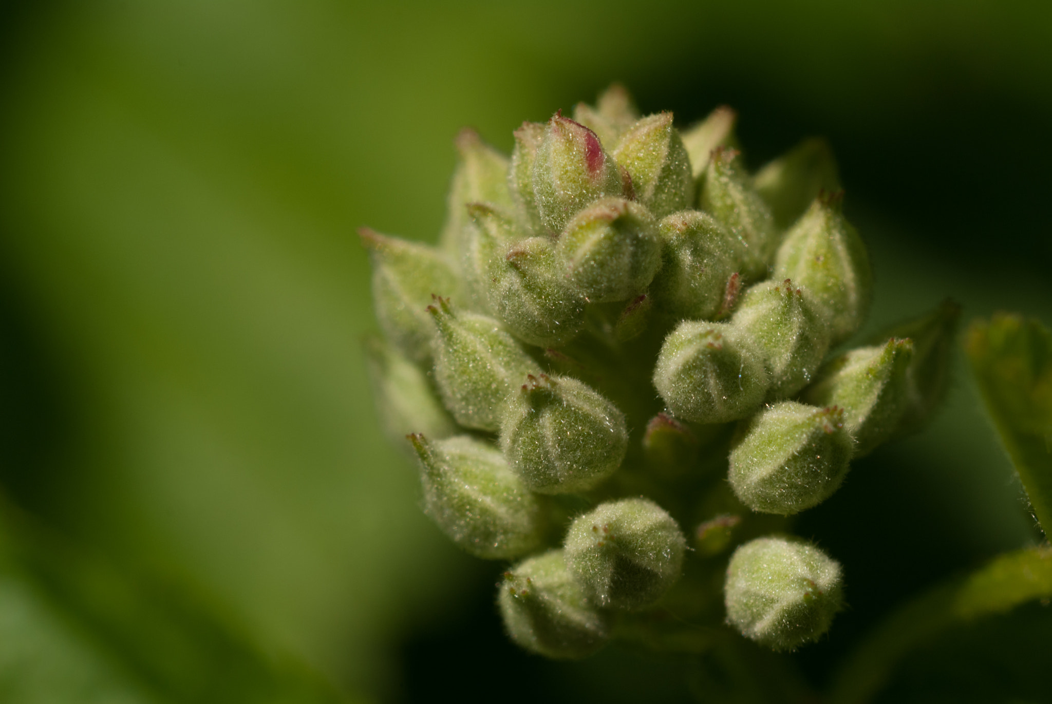 MACRO 50mm F2.8 sample photo. Sony dsc photography