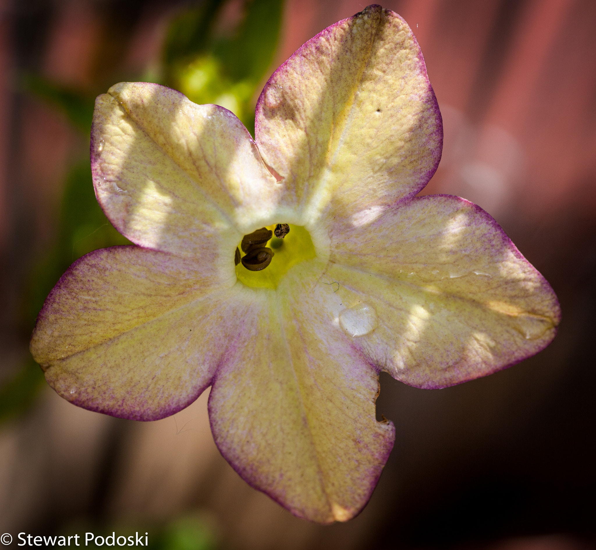 Canon EOS 5D Mark II + Tamron SP AF 90mm F2.8 Di Macro sample photo. Flowrr photography