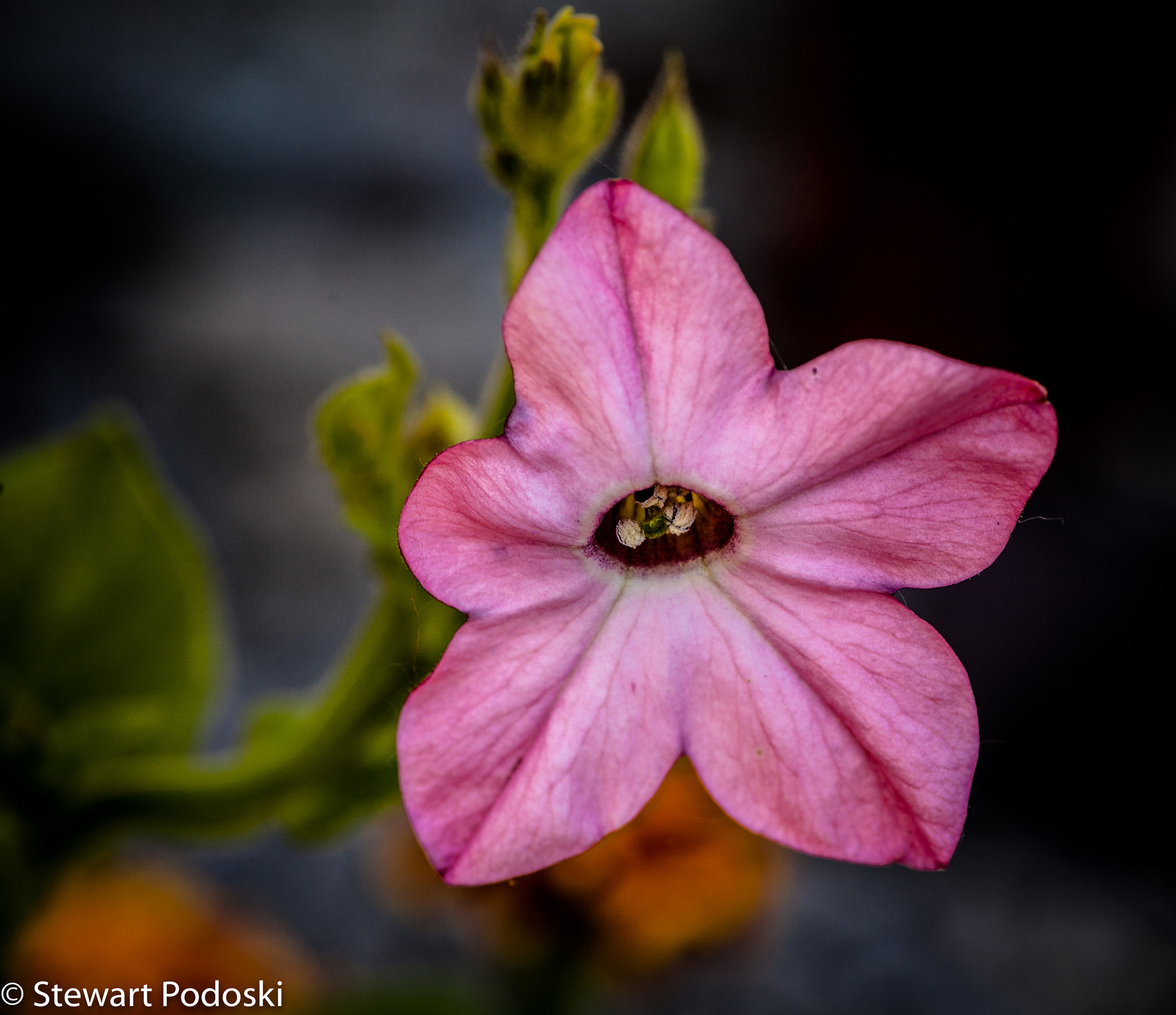 Canon EOS 5D Mark II + Tamron SP AF 90mm F2.8 Di Macro sample photo. Pink photography