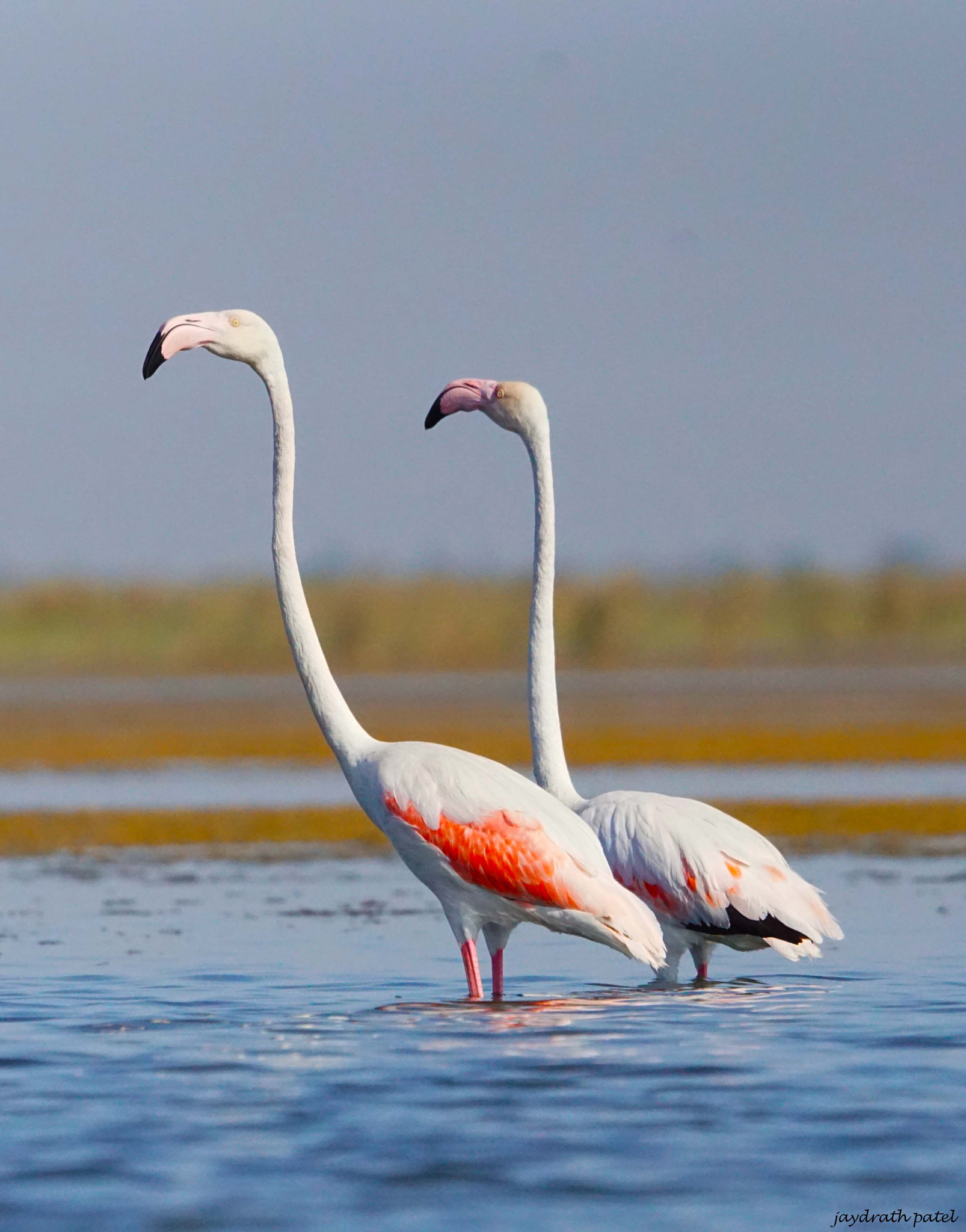 Sony ILCA-77M2 + Sony 70-400mm F4-5.6 G SSM II sample photo. Flamingos  photography