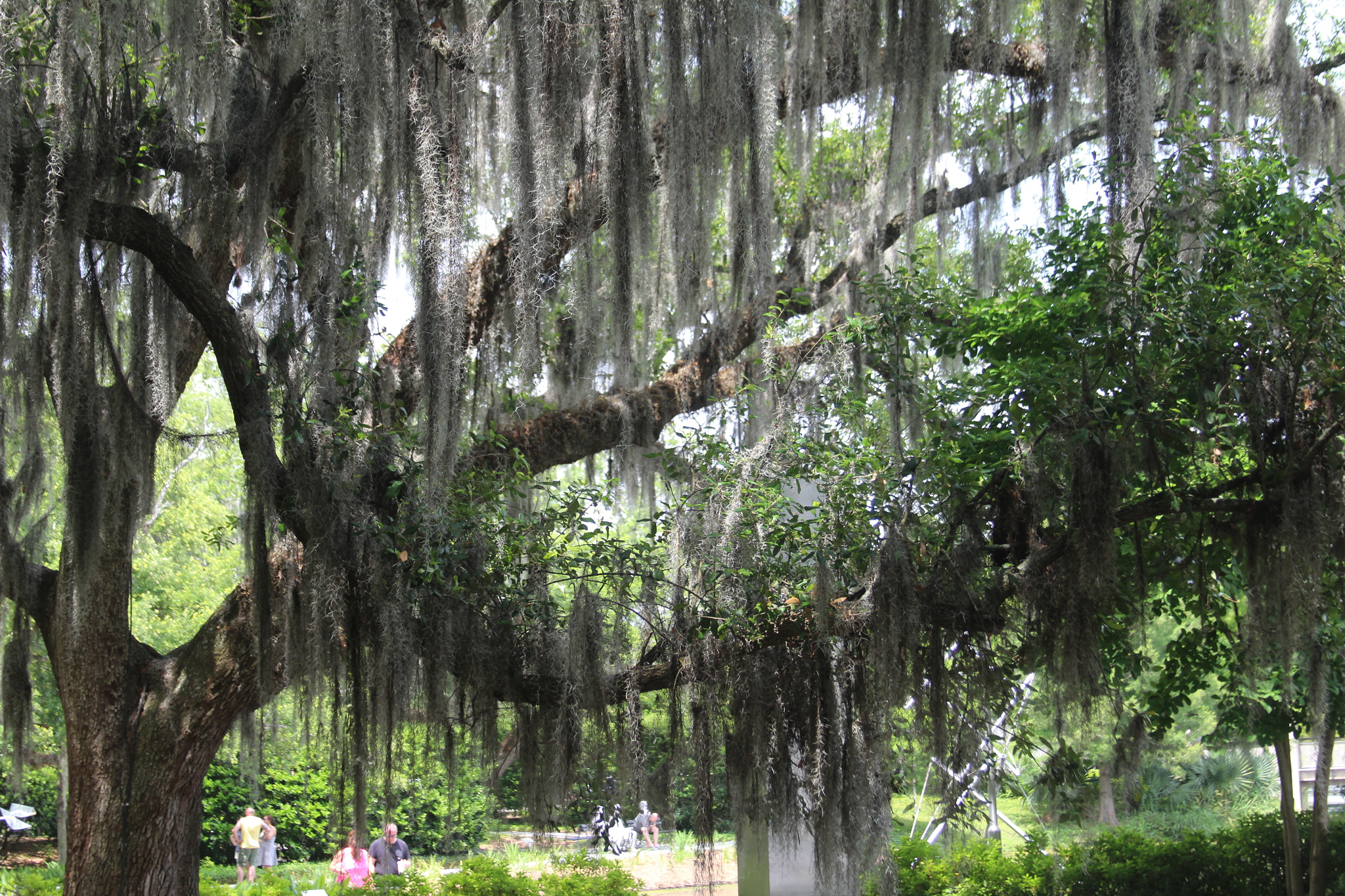 Canon EF 28-135mm F3.5-5.6 IS USM sample photo. Live oaks of new orleans with spanish moss. photography