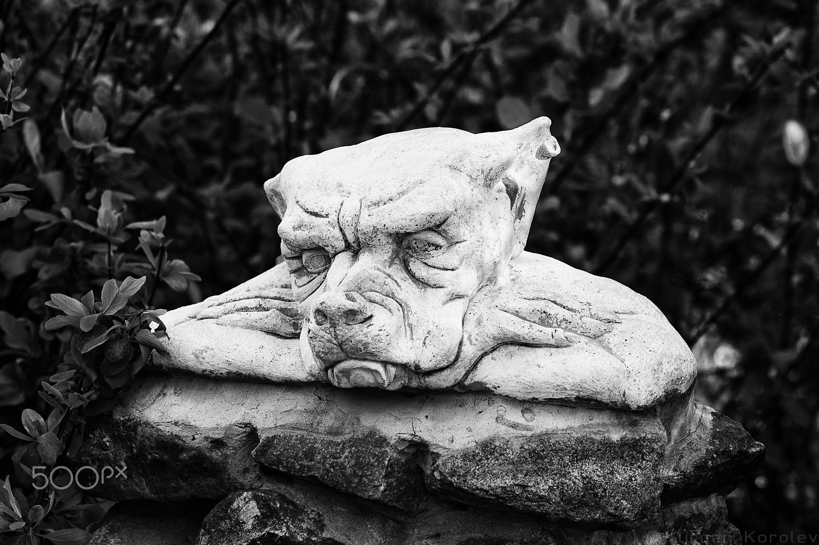 Canon EOS-1D Mark II sample photo. Lonely dog photography